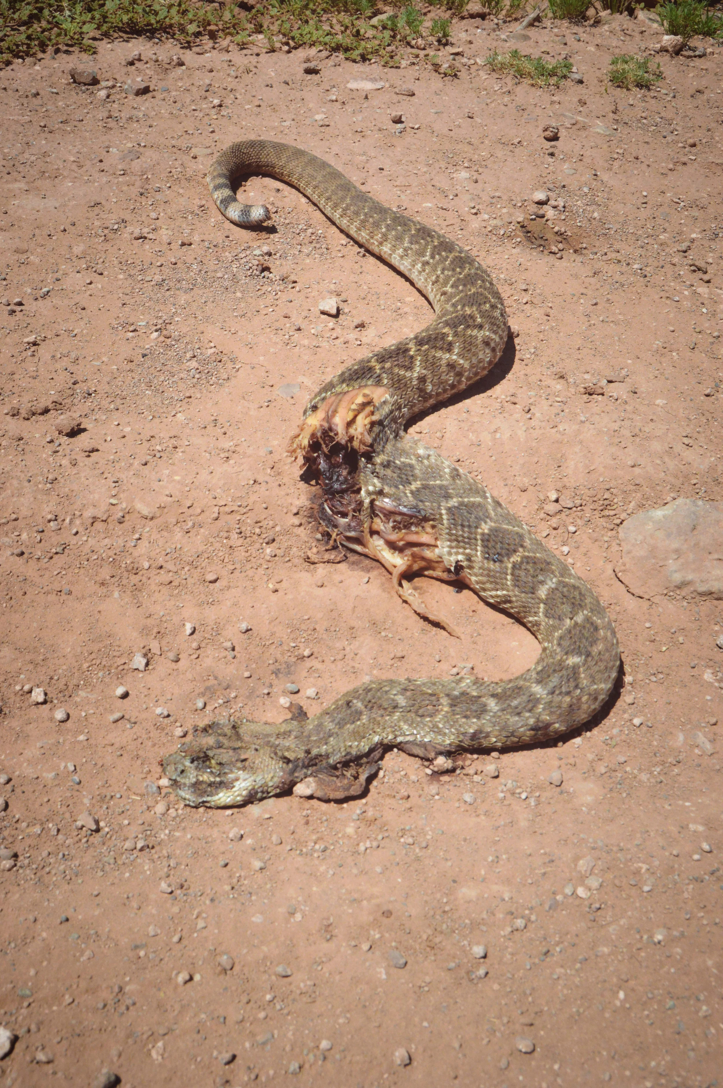 A similarly sized Western Diamondback Rattler (Crotalus atrox), encountered and photographed as we approached the property the day before.