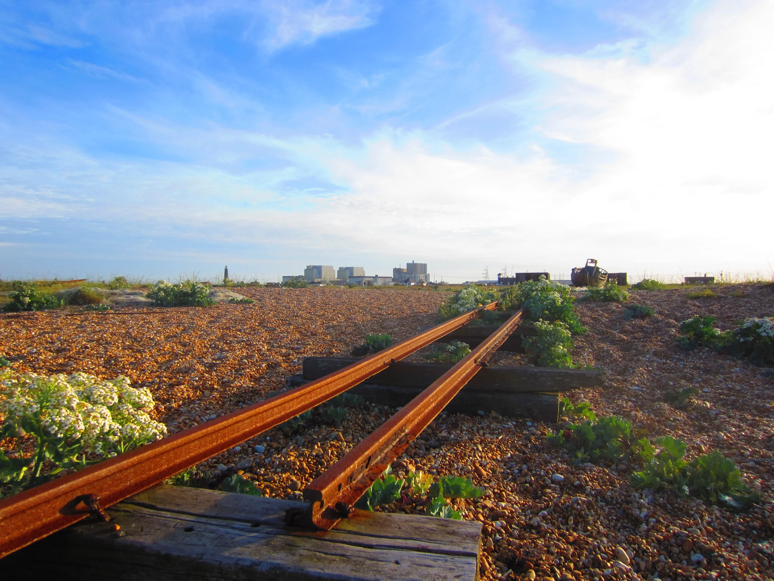 26) DUNGENESS