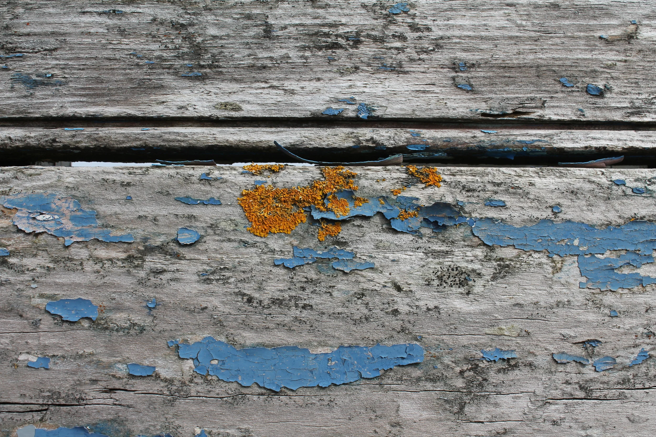 50) DECAYING BOAT DUNGENESS