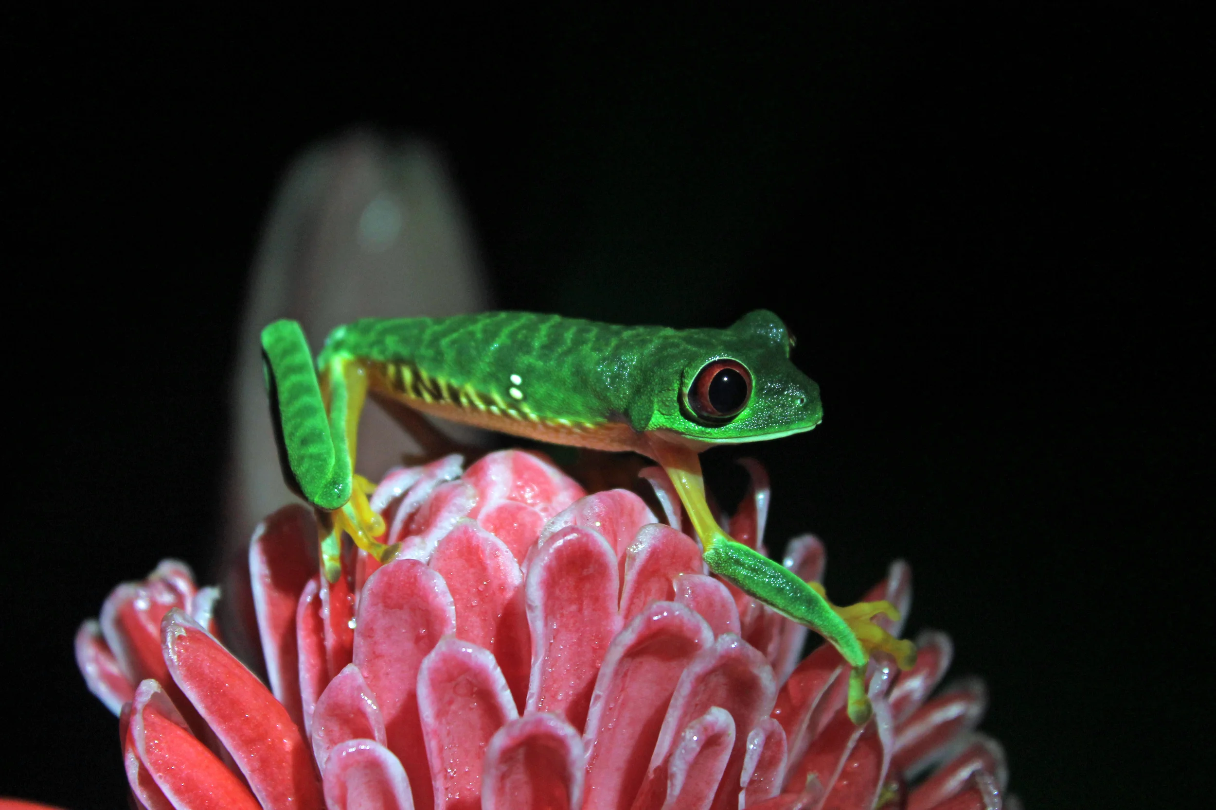 COSTA RICA & NICARAGUA