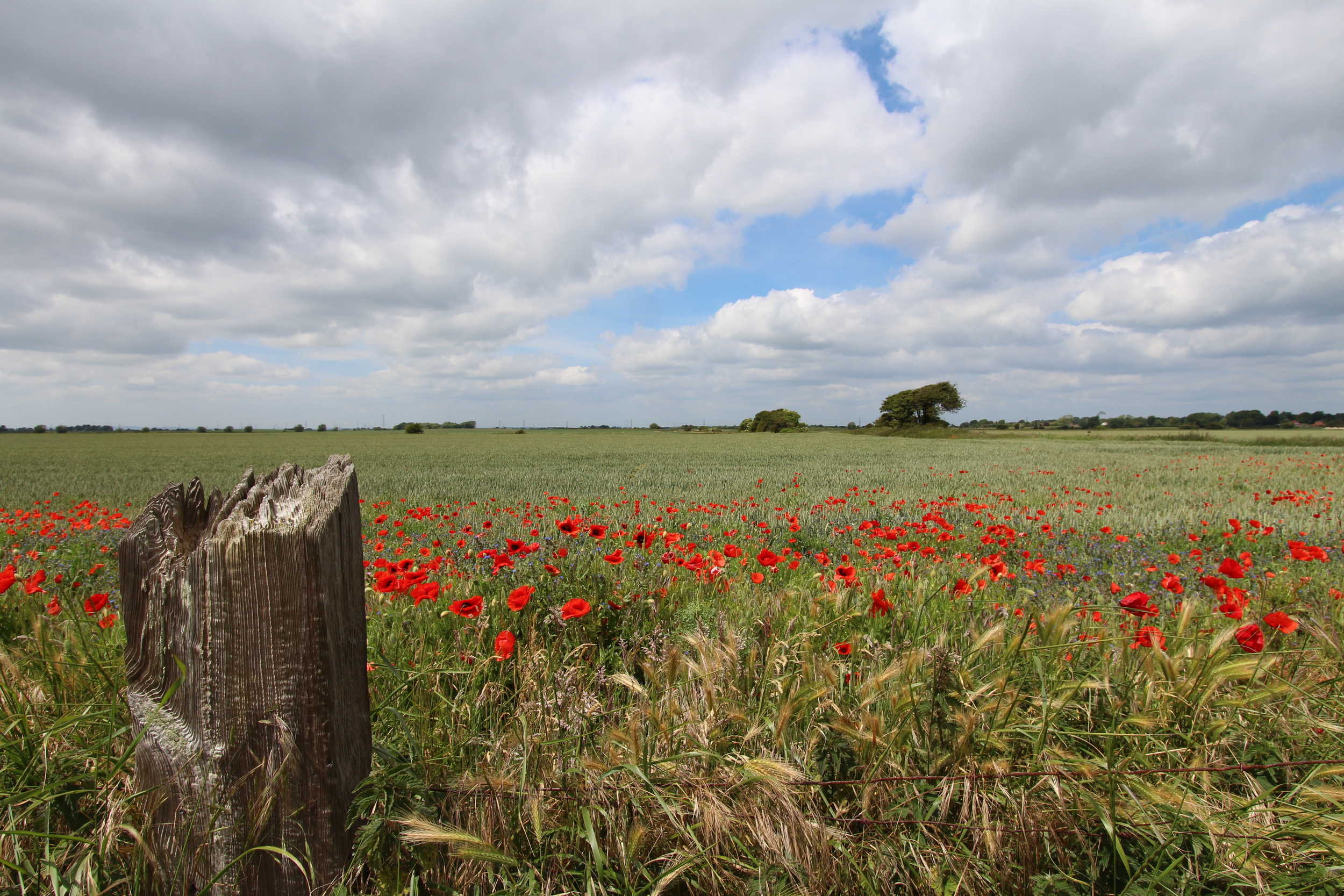 Kentish Poppies