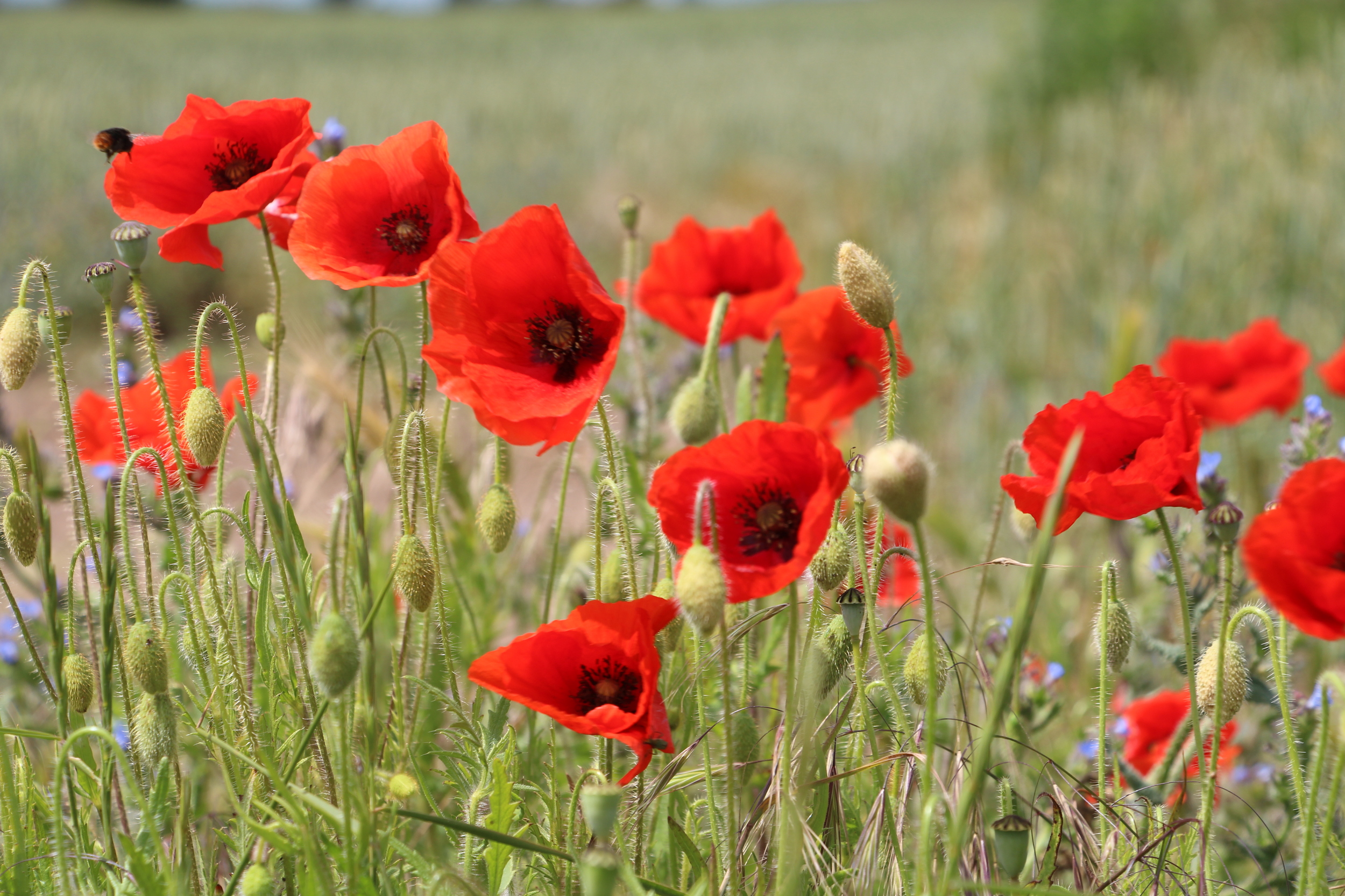 Poppies