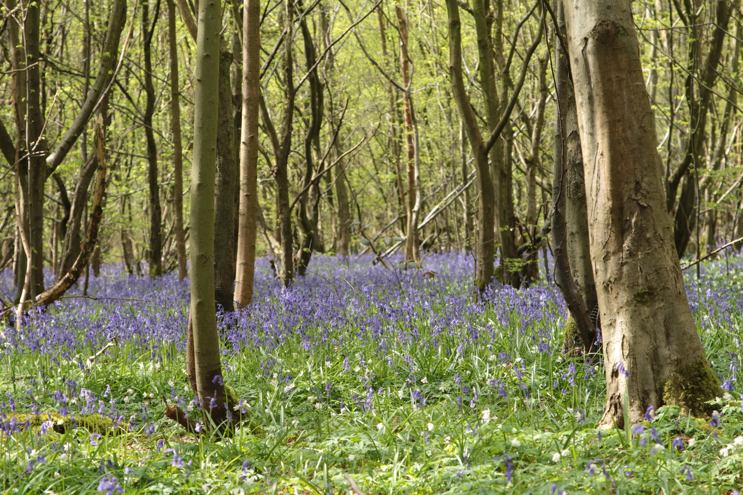 Blubells, Park Woods, Appledore