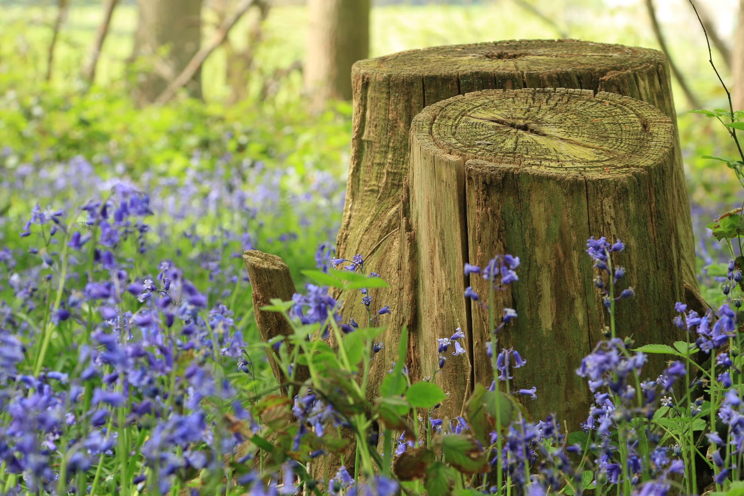 Bluebells, Park Woods, Appledore