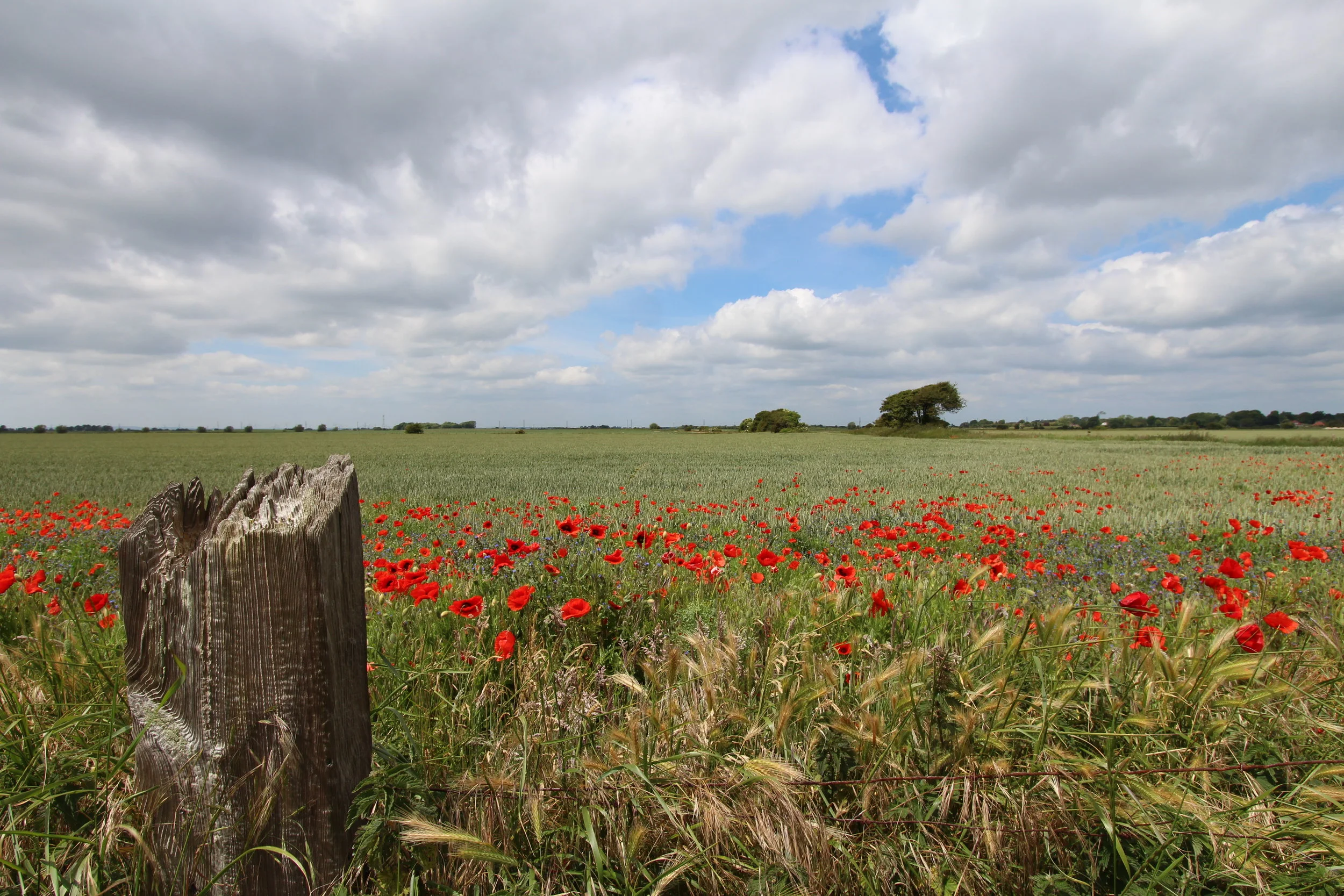 Poppies New Romney.JPG