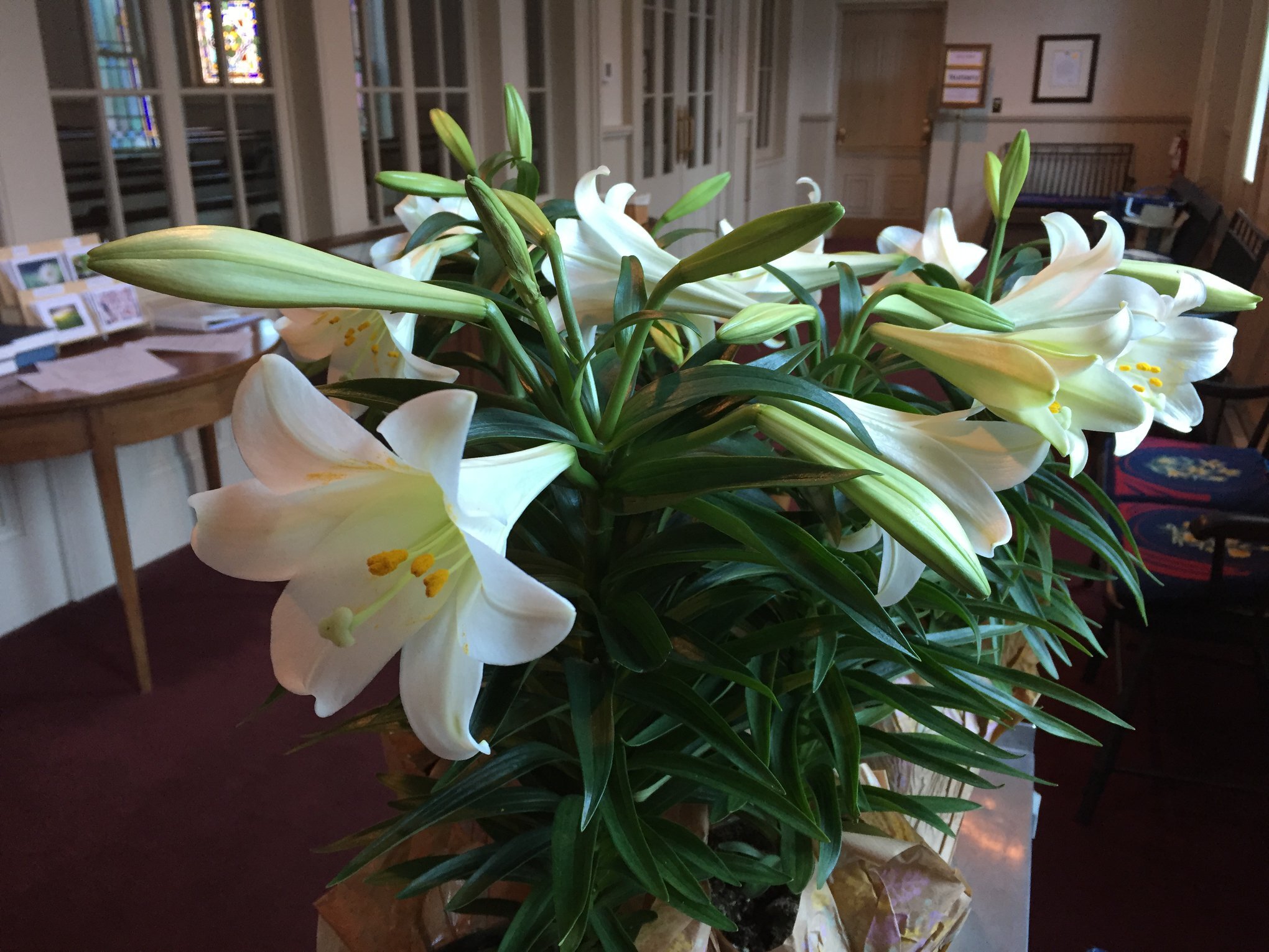 Easter  Lillies.jpg