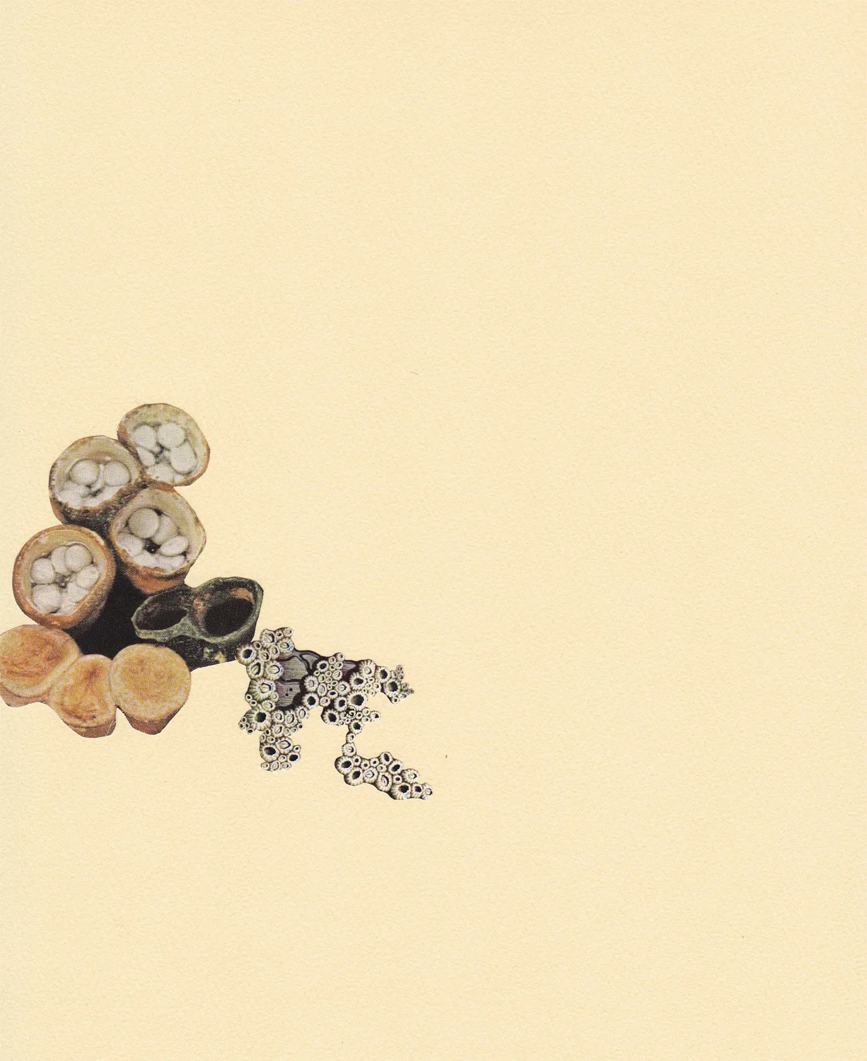 Paper Lure (White/Beige Cups and Barnacles on Cream), 2011. Collage on paper, 14 x 11 in.