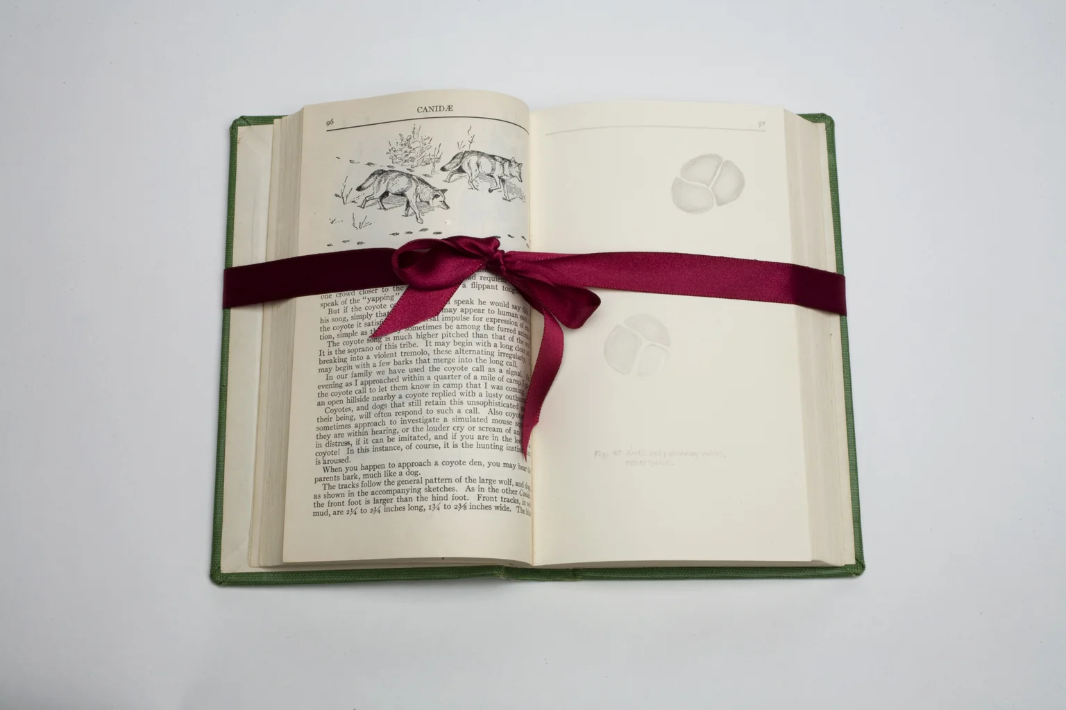 Heart-a-Track (detail), 2008. Silverpoint on paper, altered books, ribbon.