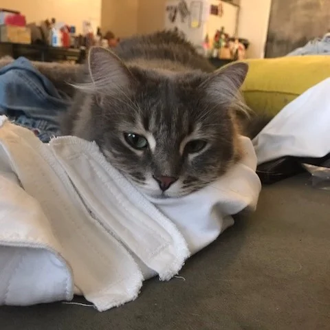 Name: Meeko Age: 5 Toy of choice: The boxes the toys arrive in! Favorite thing to do when Mom or Dad aren't looking: Drinking out of the sink...or my mom's water glass.