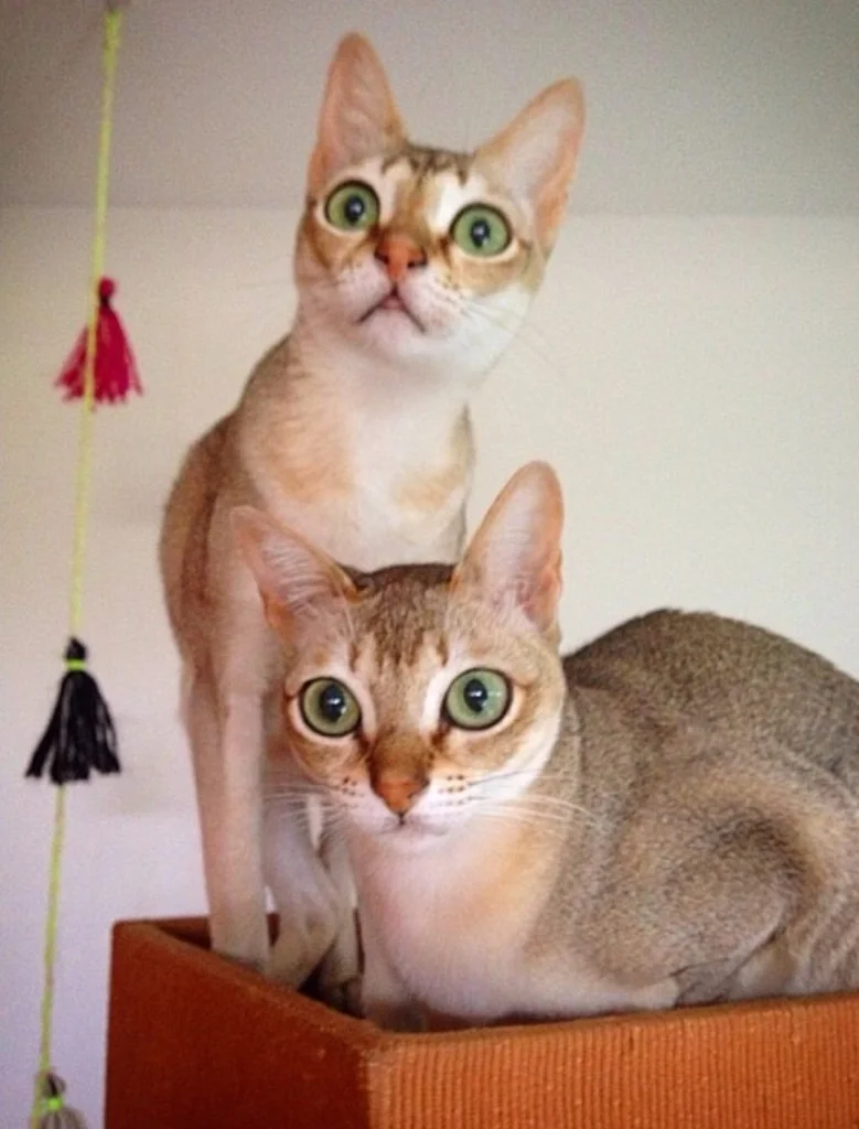 Name: Eris and Nyx Age: 7 (Eris) and 6 (Nyx) Toy of choice: Tiny wool felted ball Favorite thing to do when Mom or Dad aren't looking: Drink from guest's water glasses and steal felt coasters.