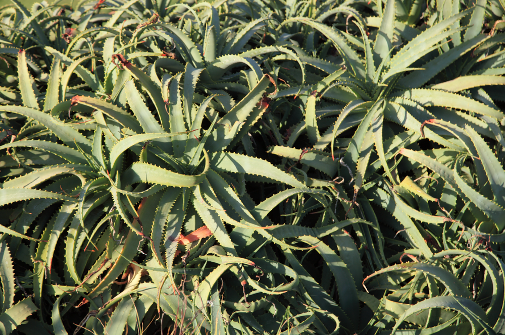 Au Naturel! Aloe Vera