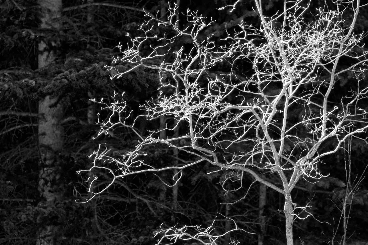 L1009040 bw cr1.jpg