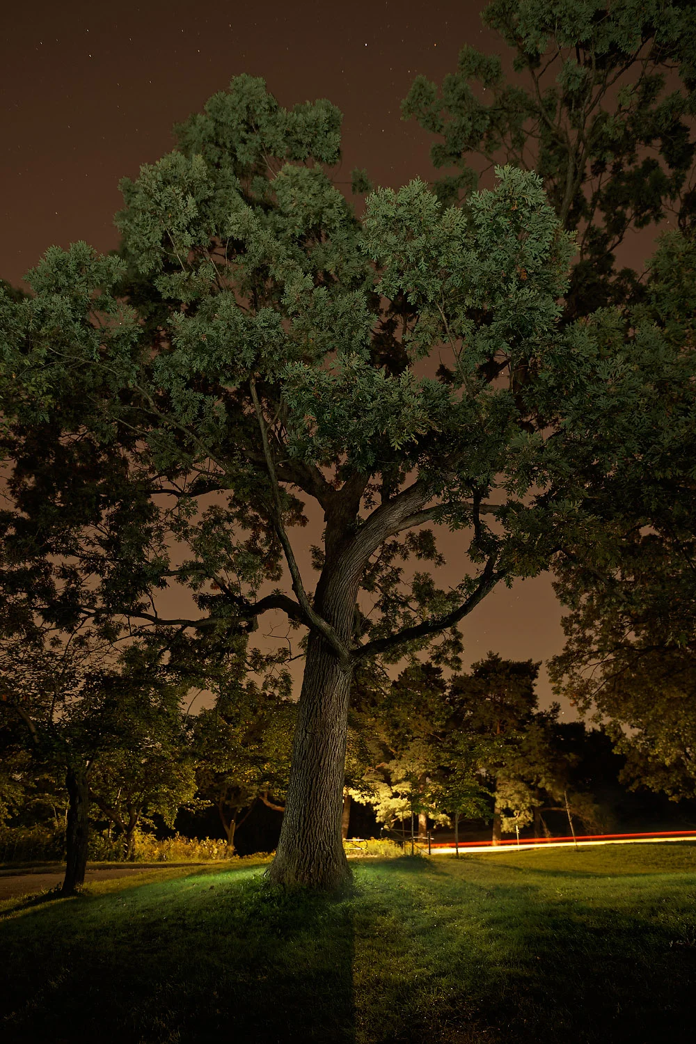 Nocturnal Still v2-01.jpg