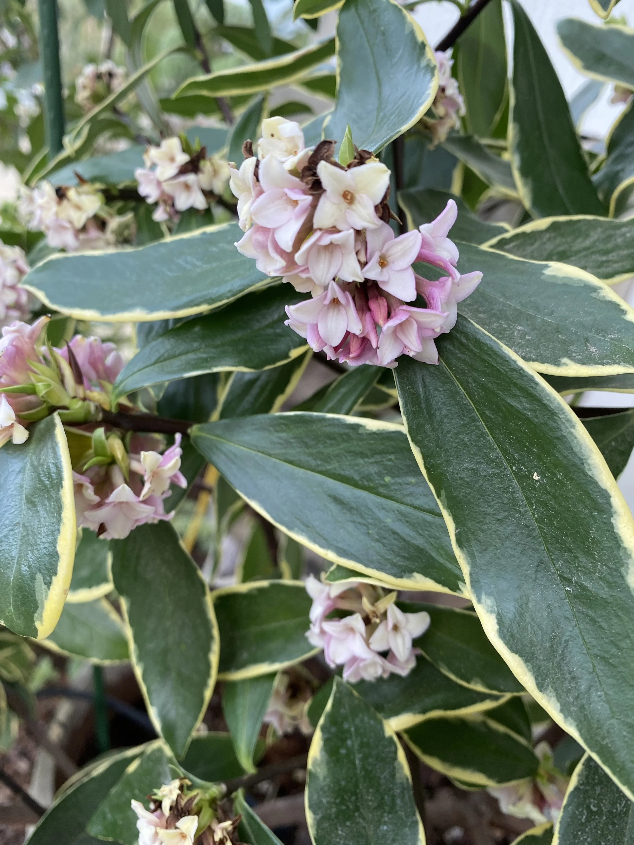 The Cold Winter Days