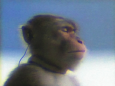 tumblr_n4h4oruEul1tyxb0do1_400.gif