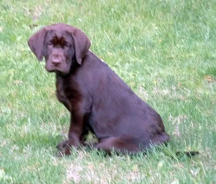 dog9wks2.jpg