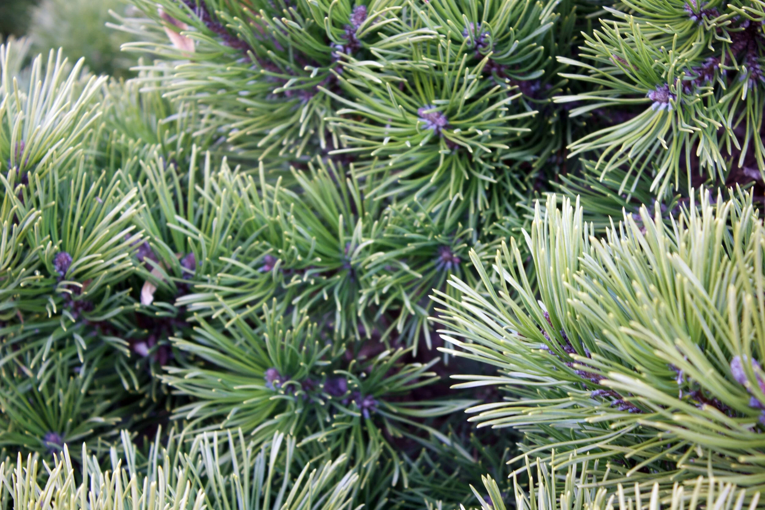 fern1.jpg