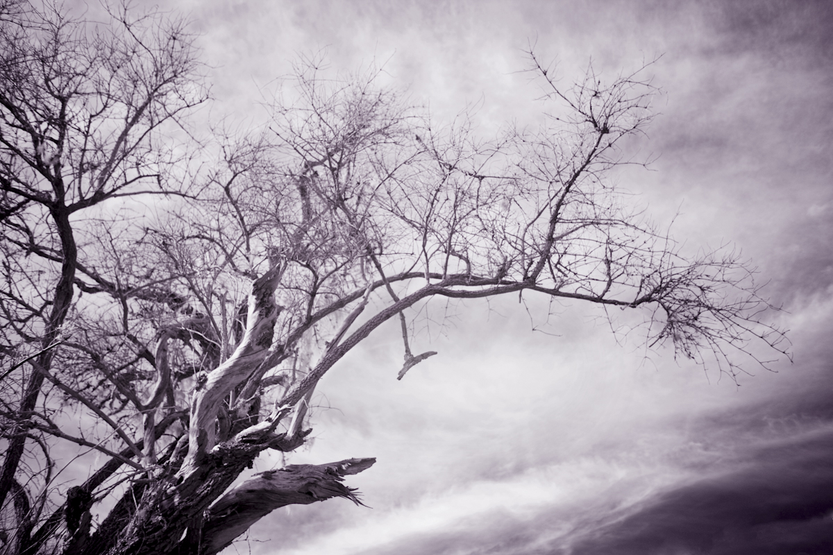 There is also always the option of using those IR images to create a rich black and white.