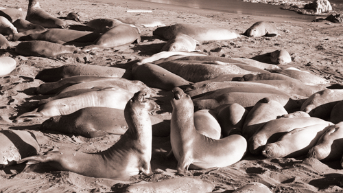 Elephant_Seals1.gif