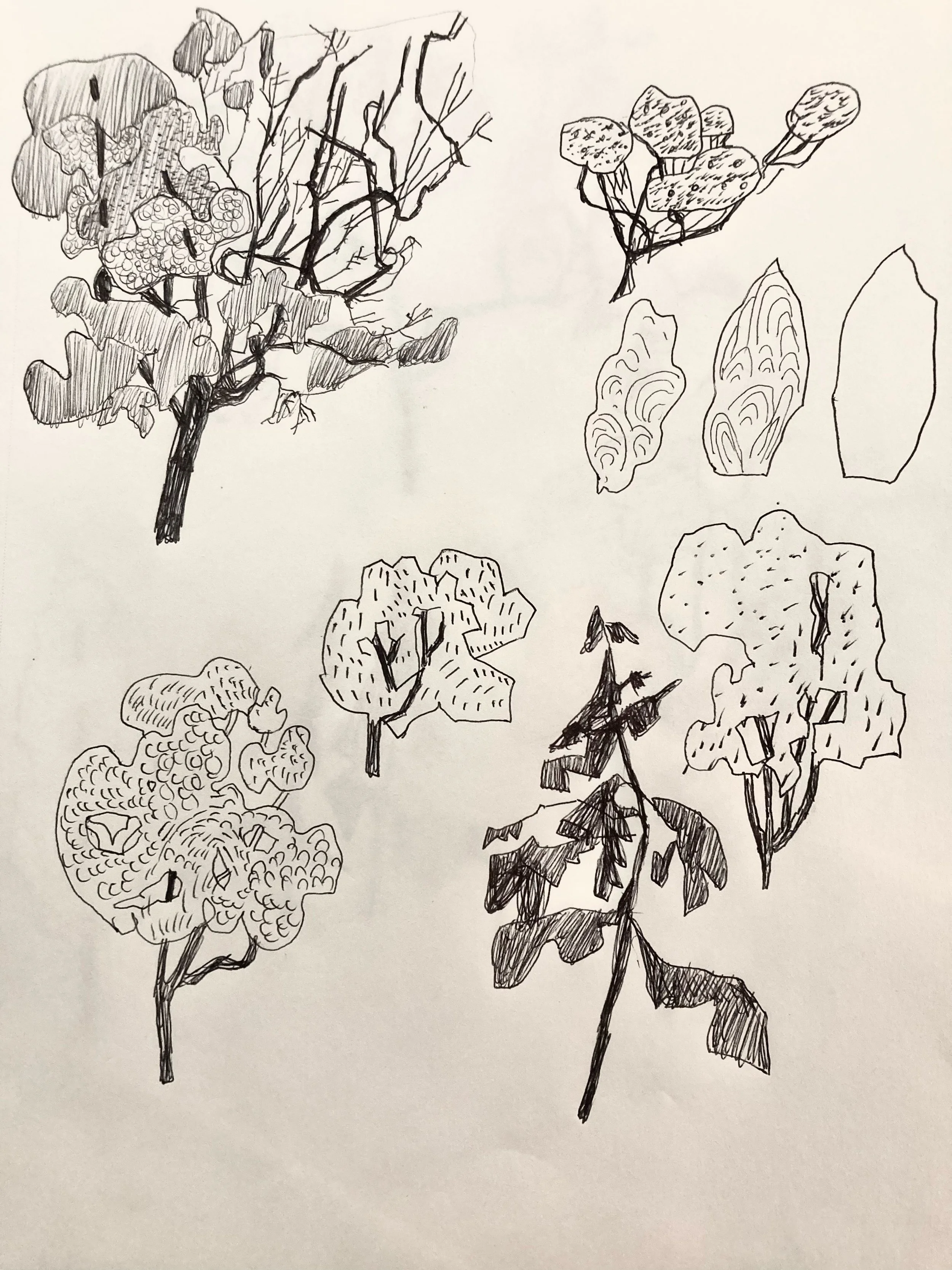 Sketching trees