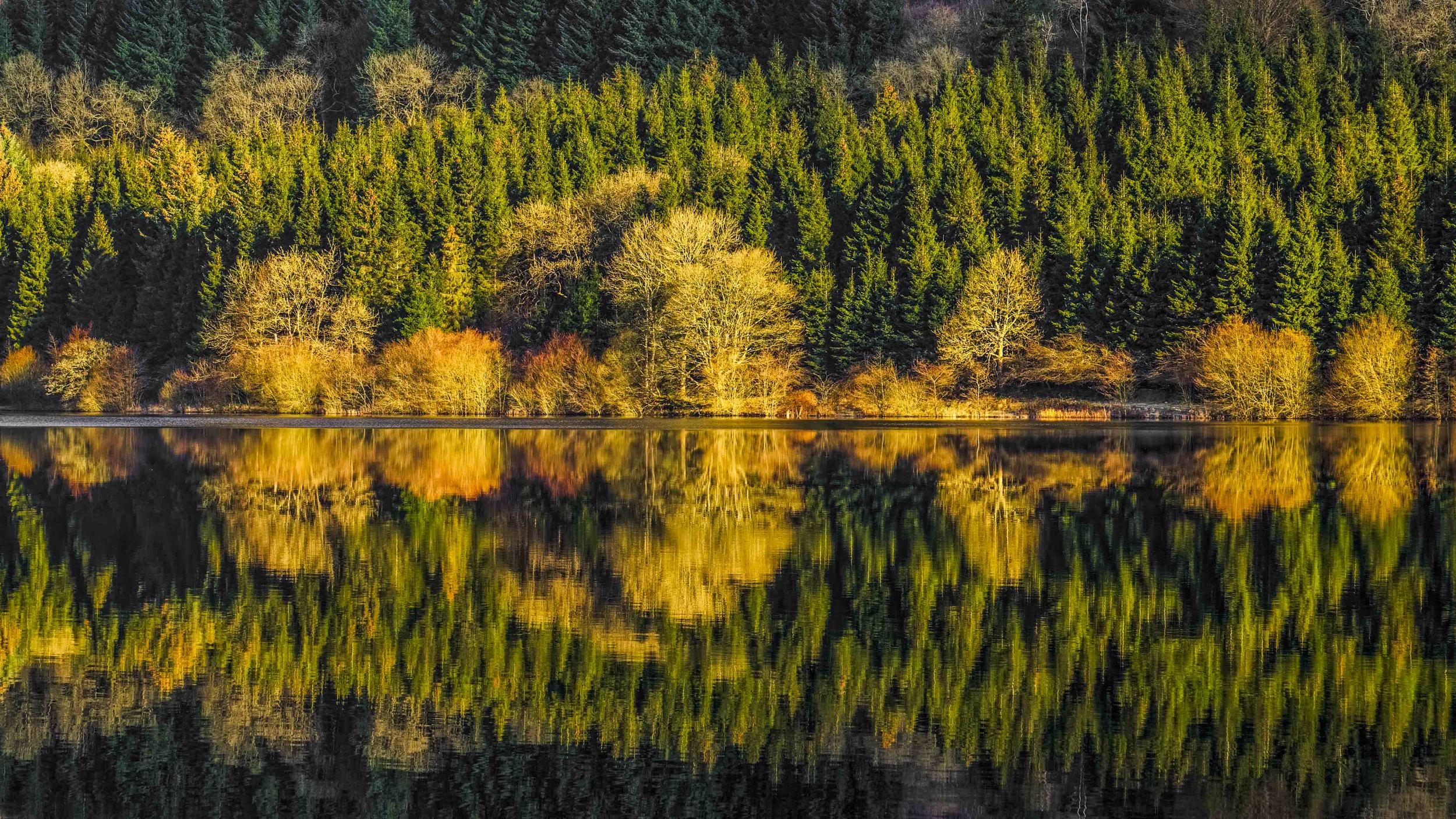 "Textured Nature" - Pontsticill Reservoir, Brecon Beacons, South Wales Fujifilm X-T1 + 18-135mm f/3.5 - 5.6 @ f/11. 1/60.