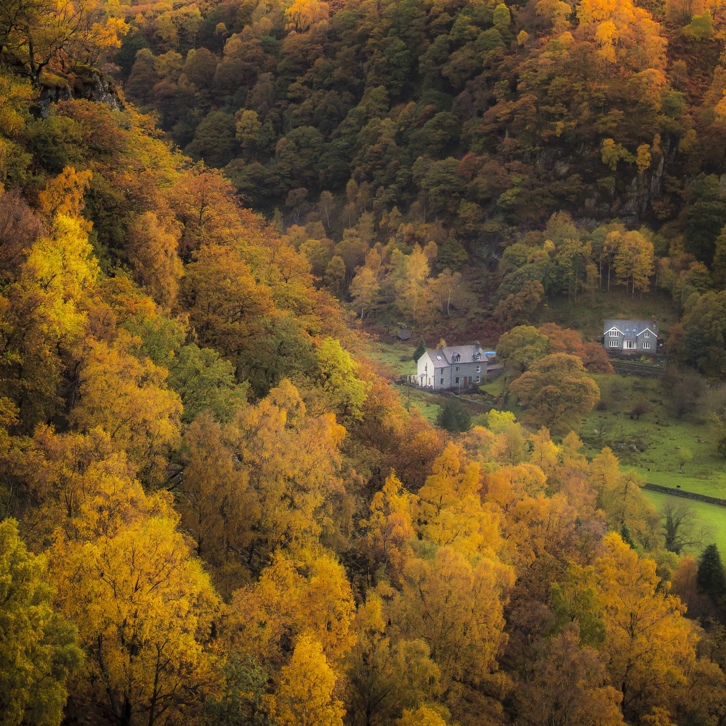 Nestled. Borrowdale Valley, Lake District, UK