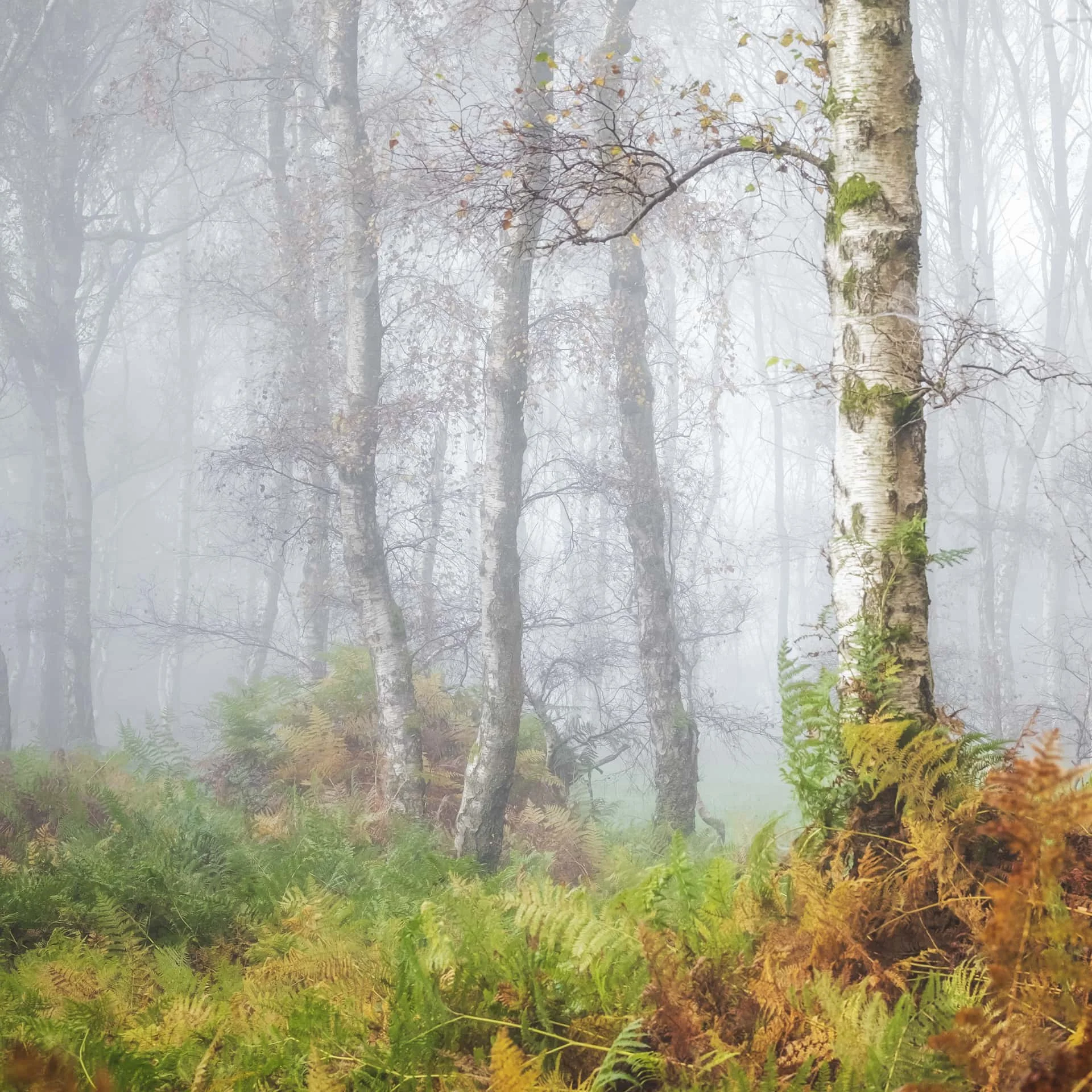 Autumn Colours in Bolehill Quarry