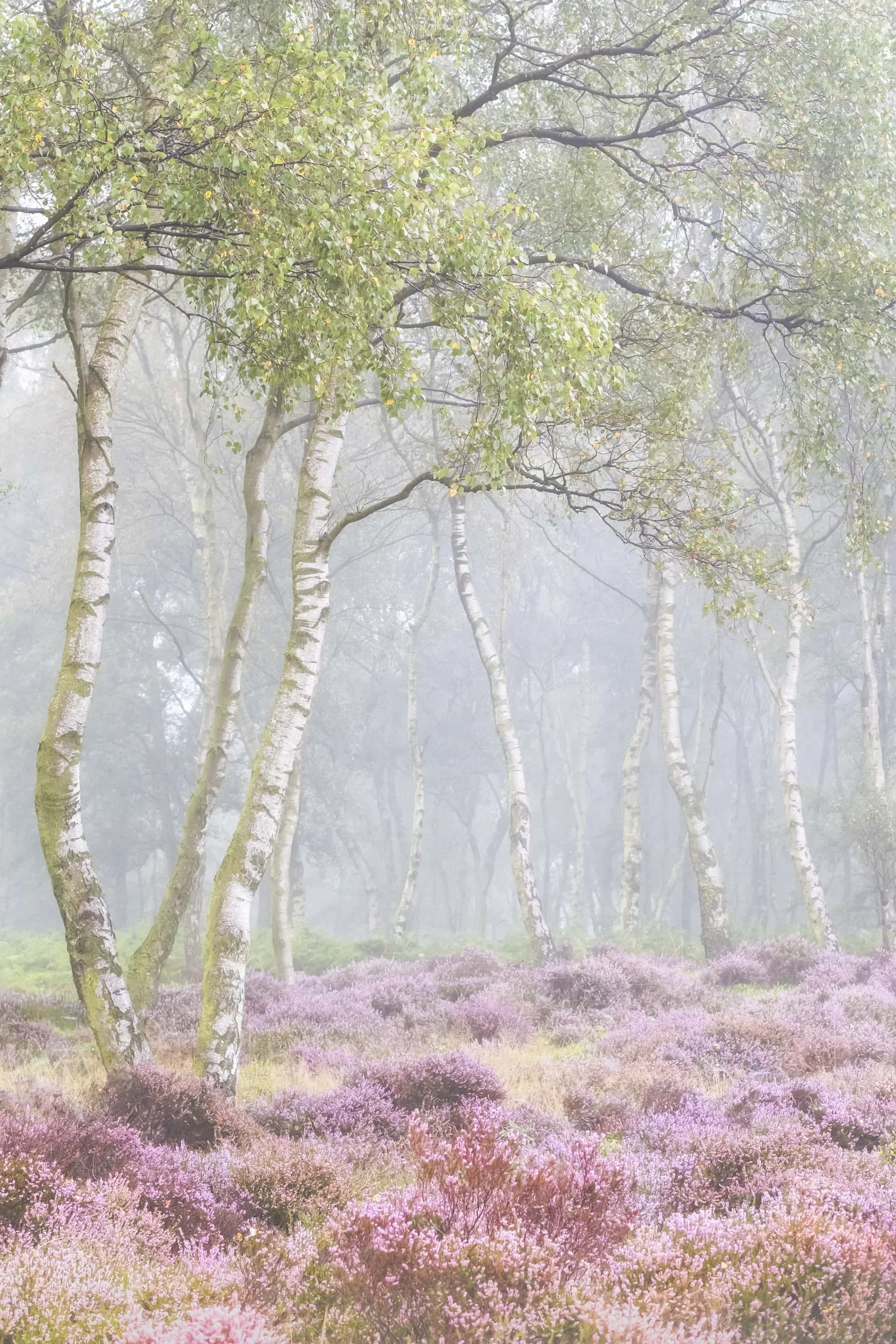 Heather on Stanton Moor