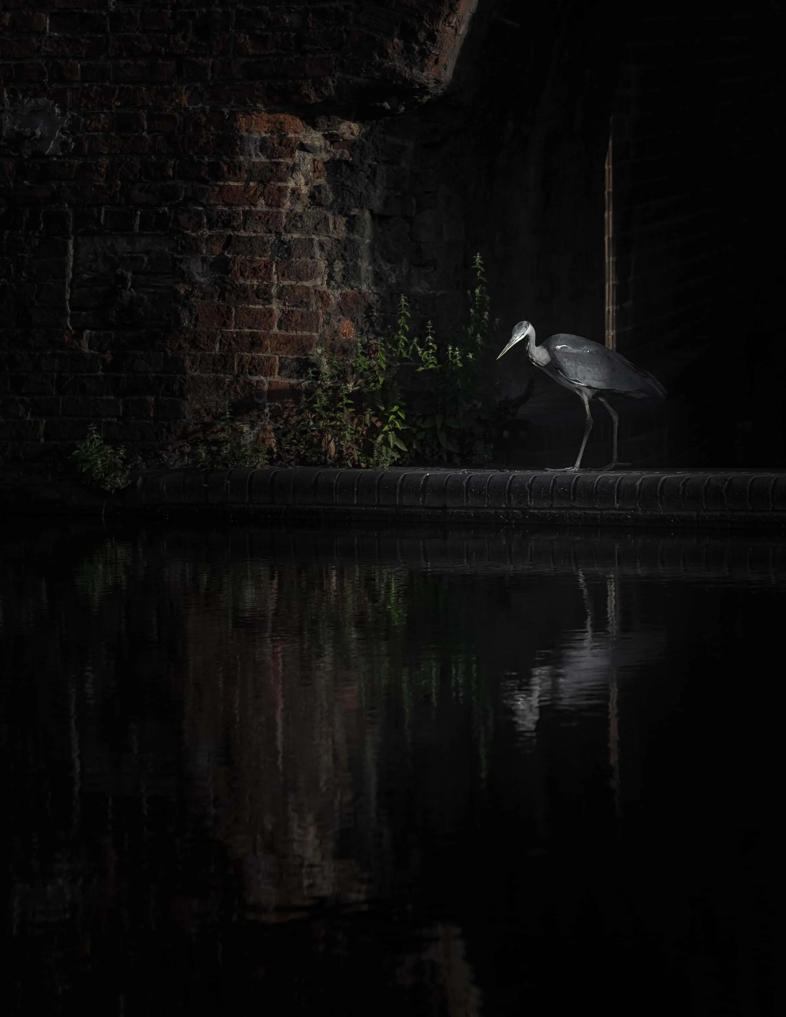 The Hunter - Birmingham Urban Wildlife