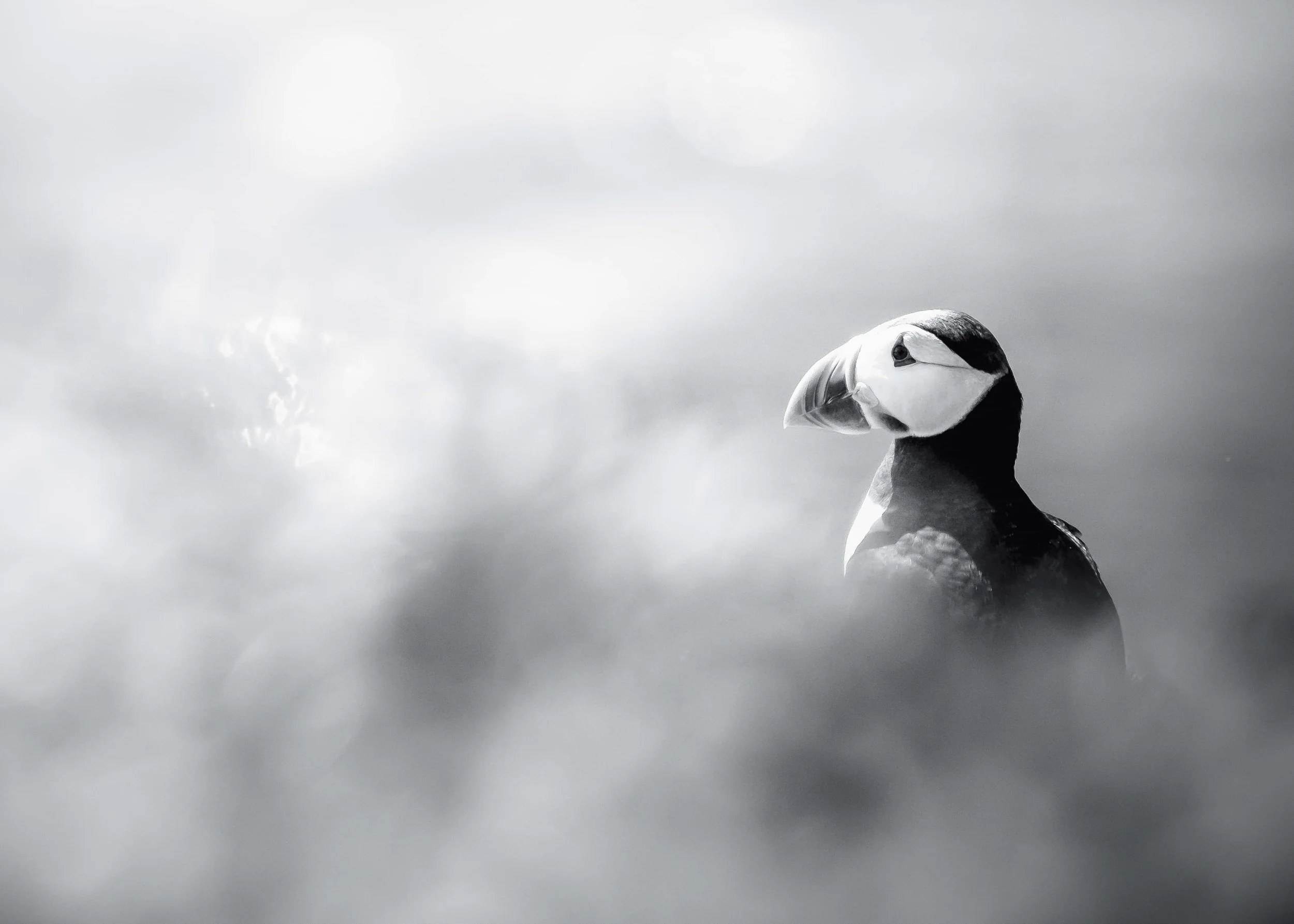 Puffin in Mono (I)