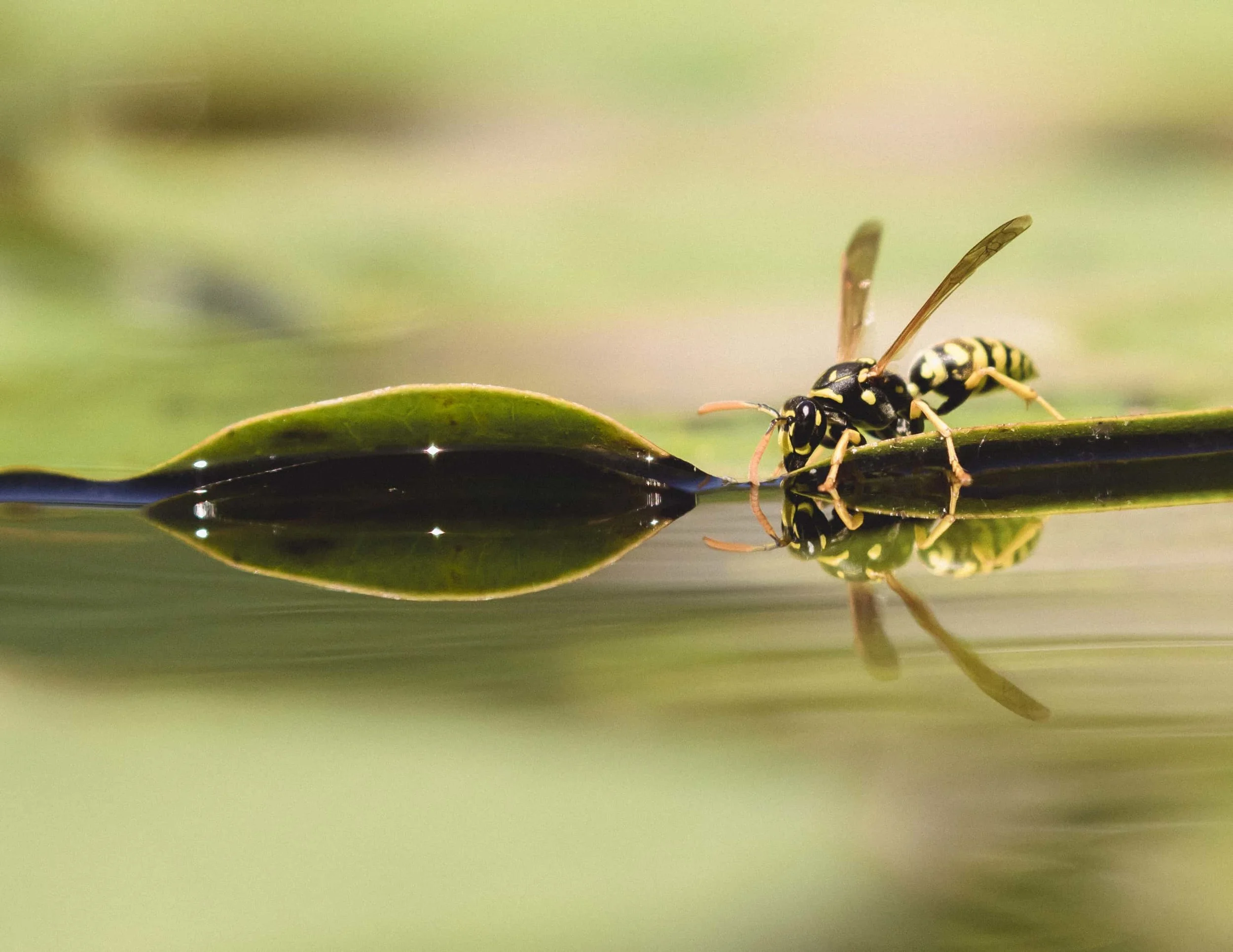 Wasp in water (ii)