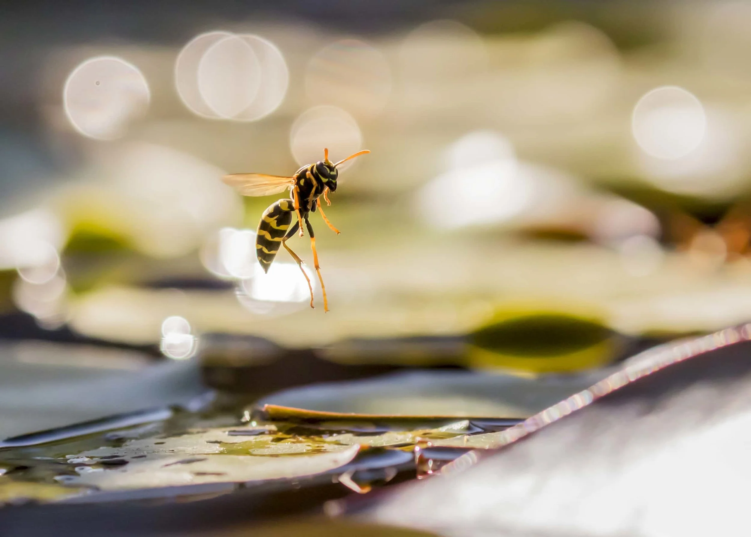 Wasp in Water (iii)