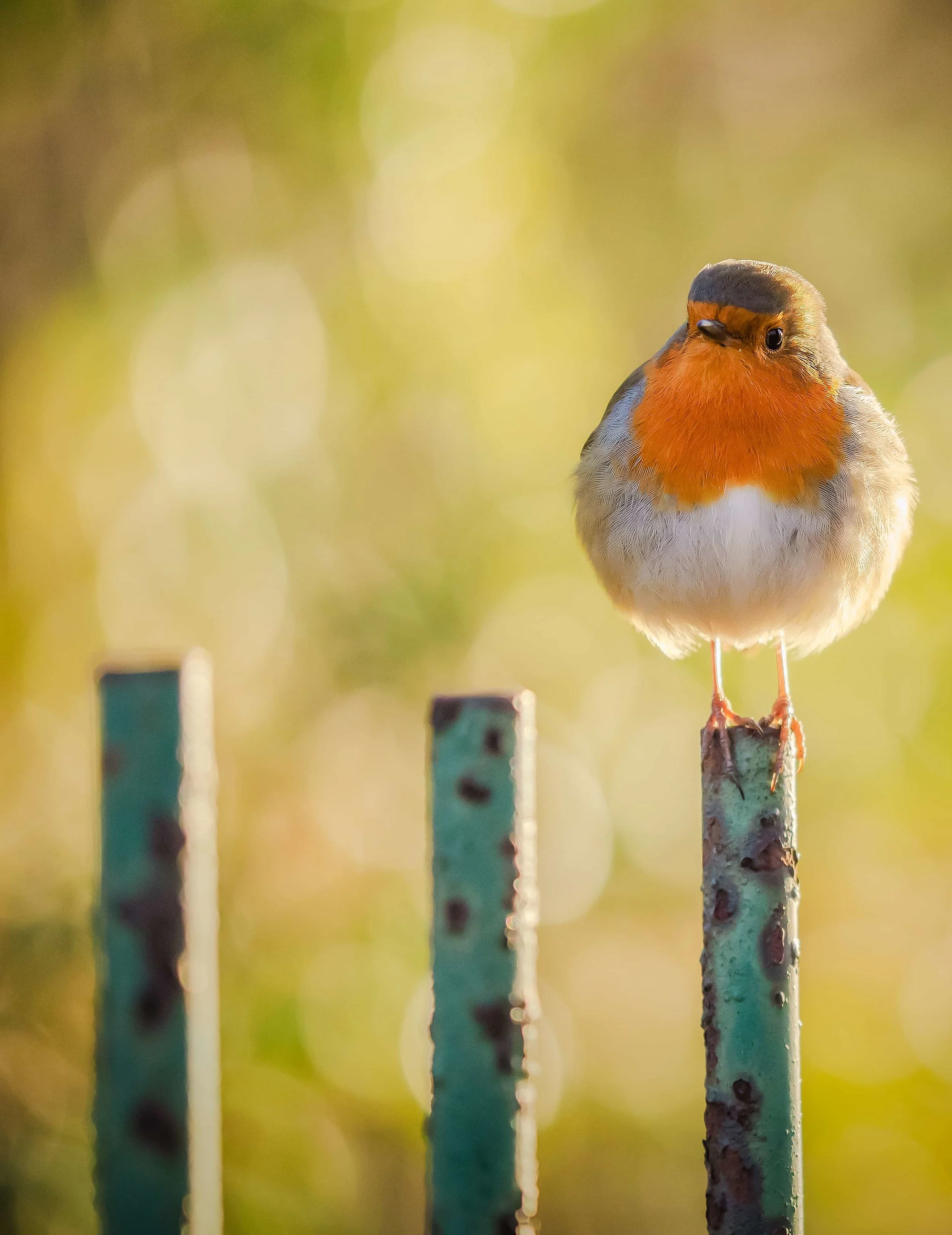 Plump Robin in Fox Hollies Park, Birmingham