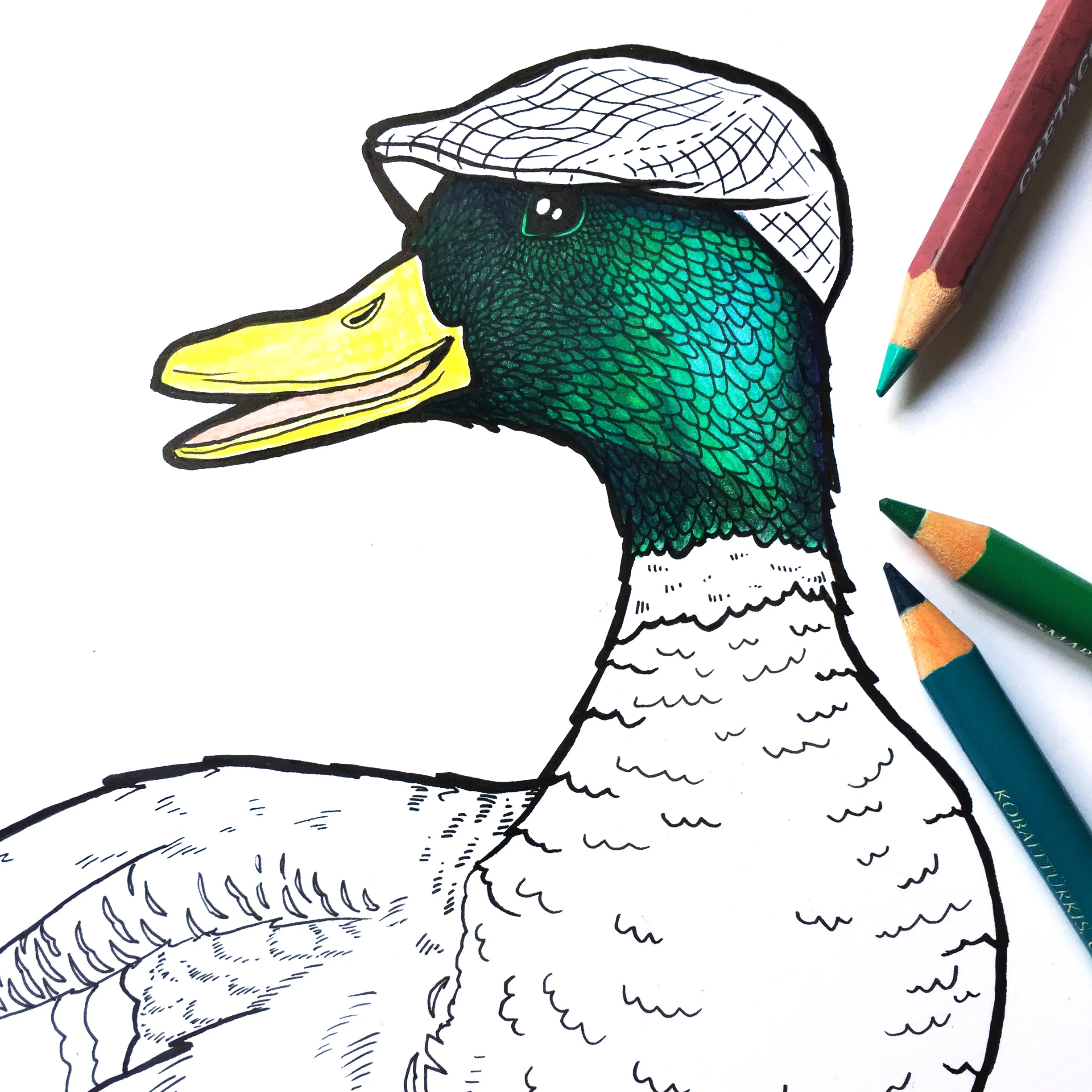 mallard.jpg