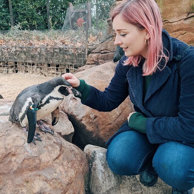 🐧💖😍 The phrase 'living my best life' feels bandied around these days, but in this case, it is... Entirely. Appropriate.
.
.
Went to zoo, tickled penguins. This gal's named Lannister &amp; was prettttty flirty.
.
Thanks so much @zoecbee for making 