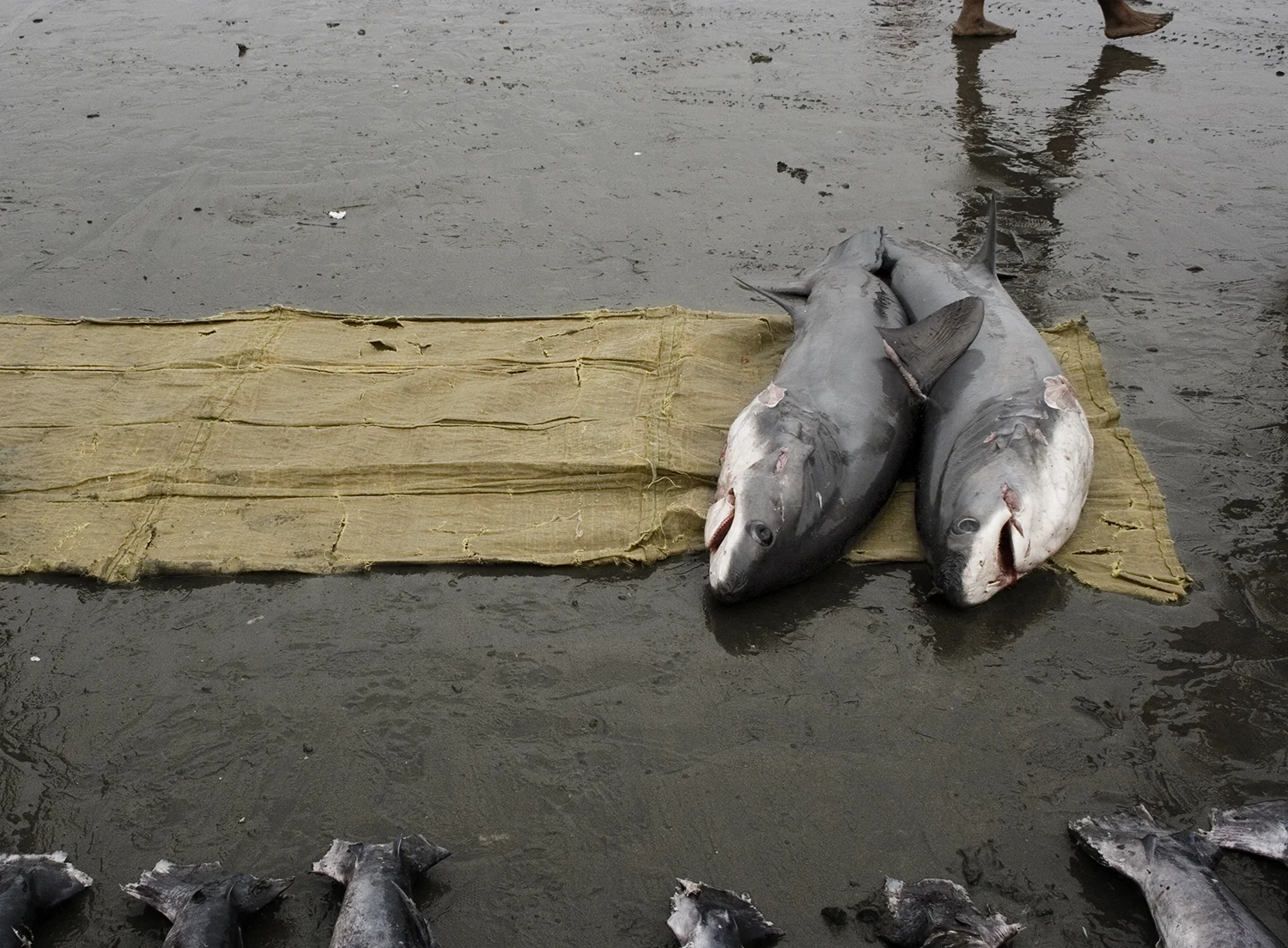shark-tarp.jpg