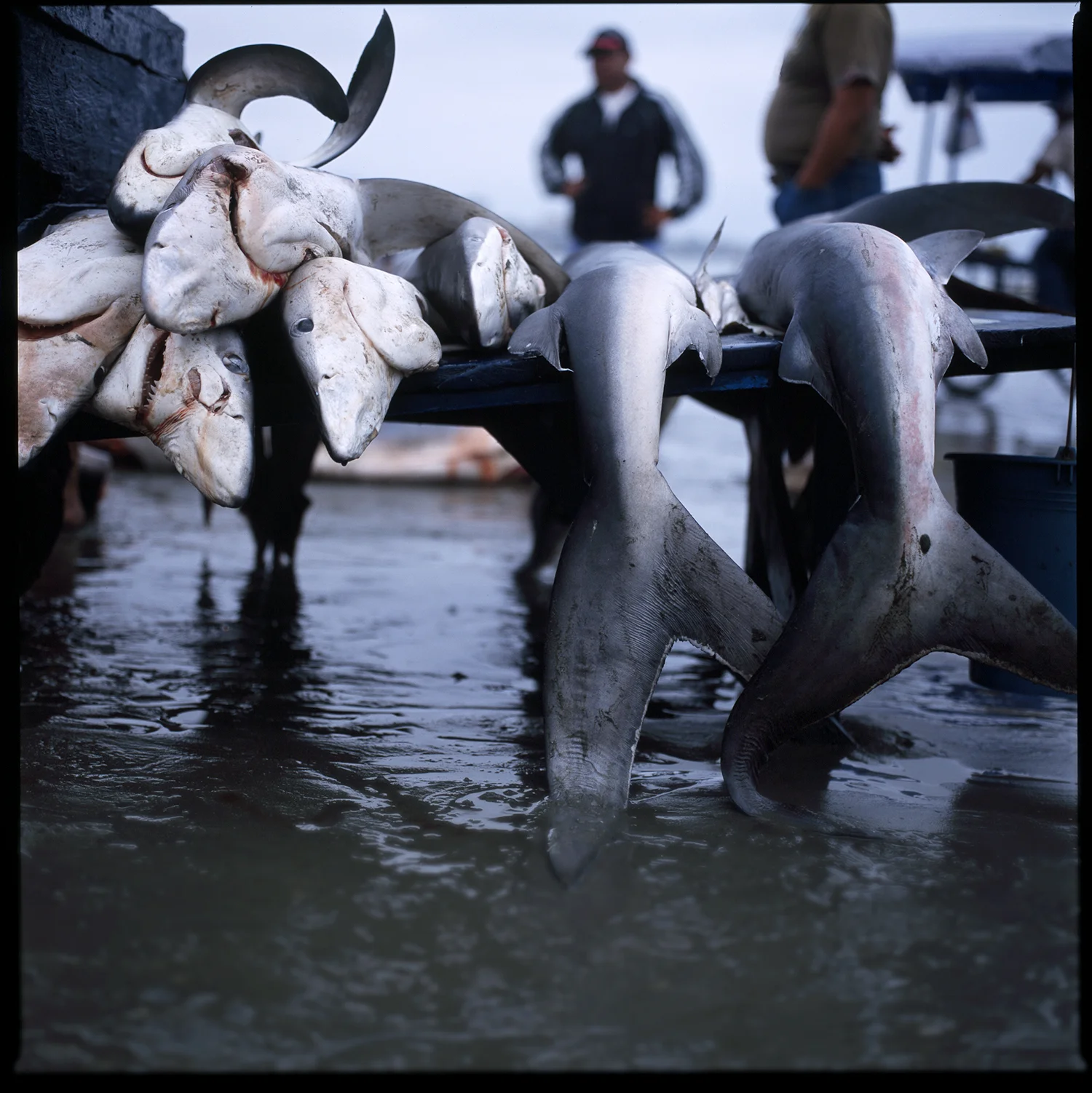 sharkcart_retouch.jpg