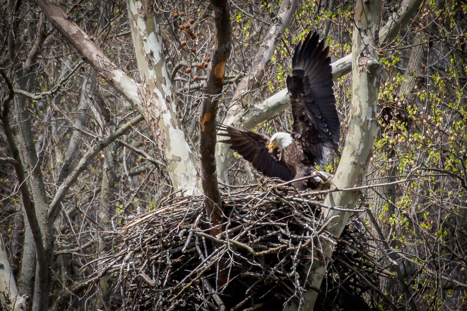 CVNP-Station Rd_5.1.14-19_pp-2.jpg