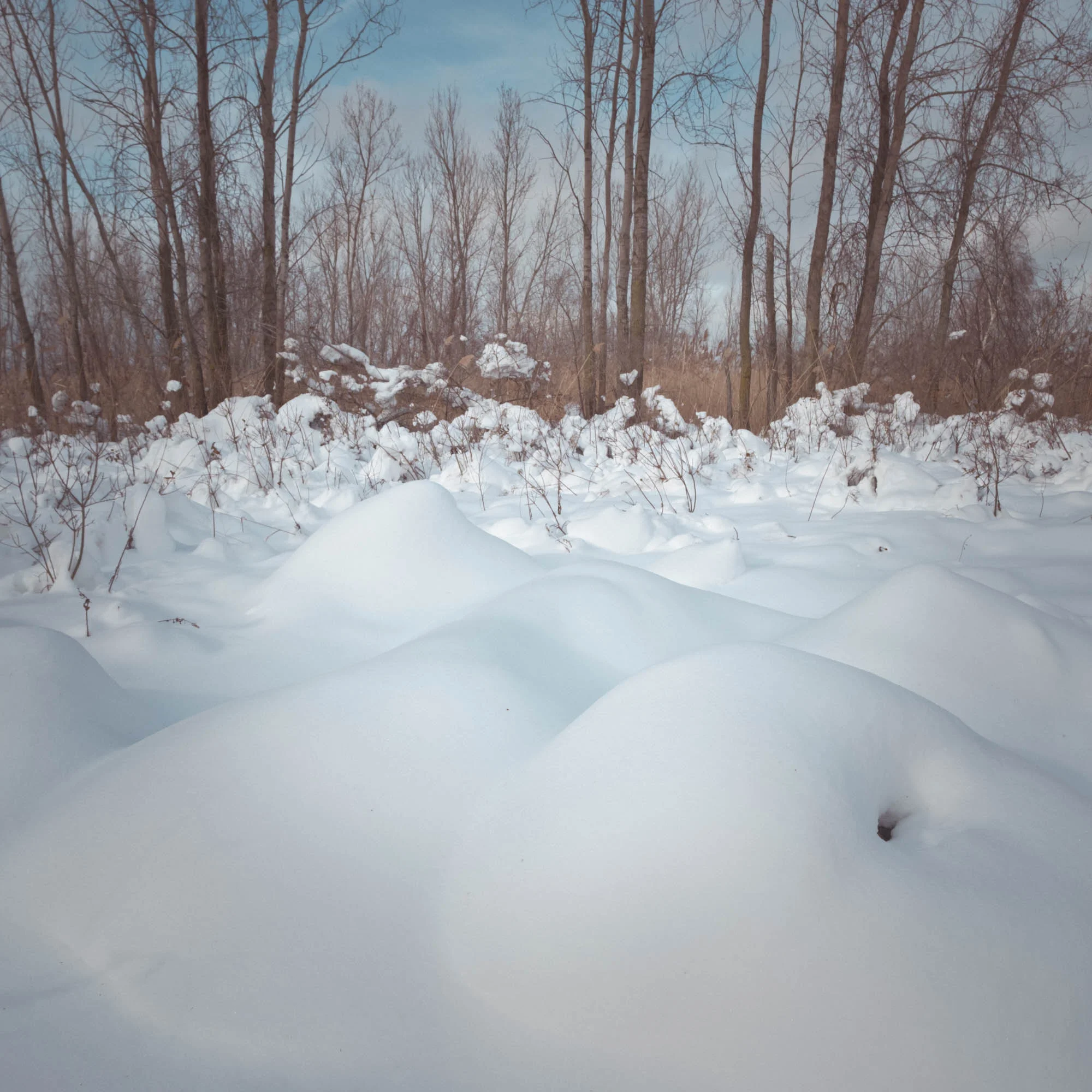 Snowy Owl-Presque Isle_1.2.18-108.jpg