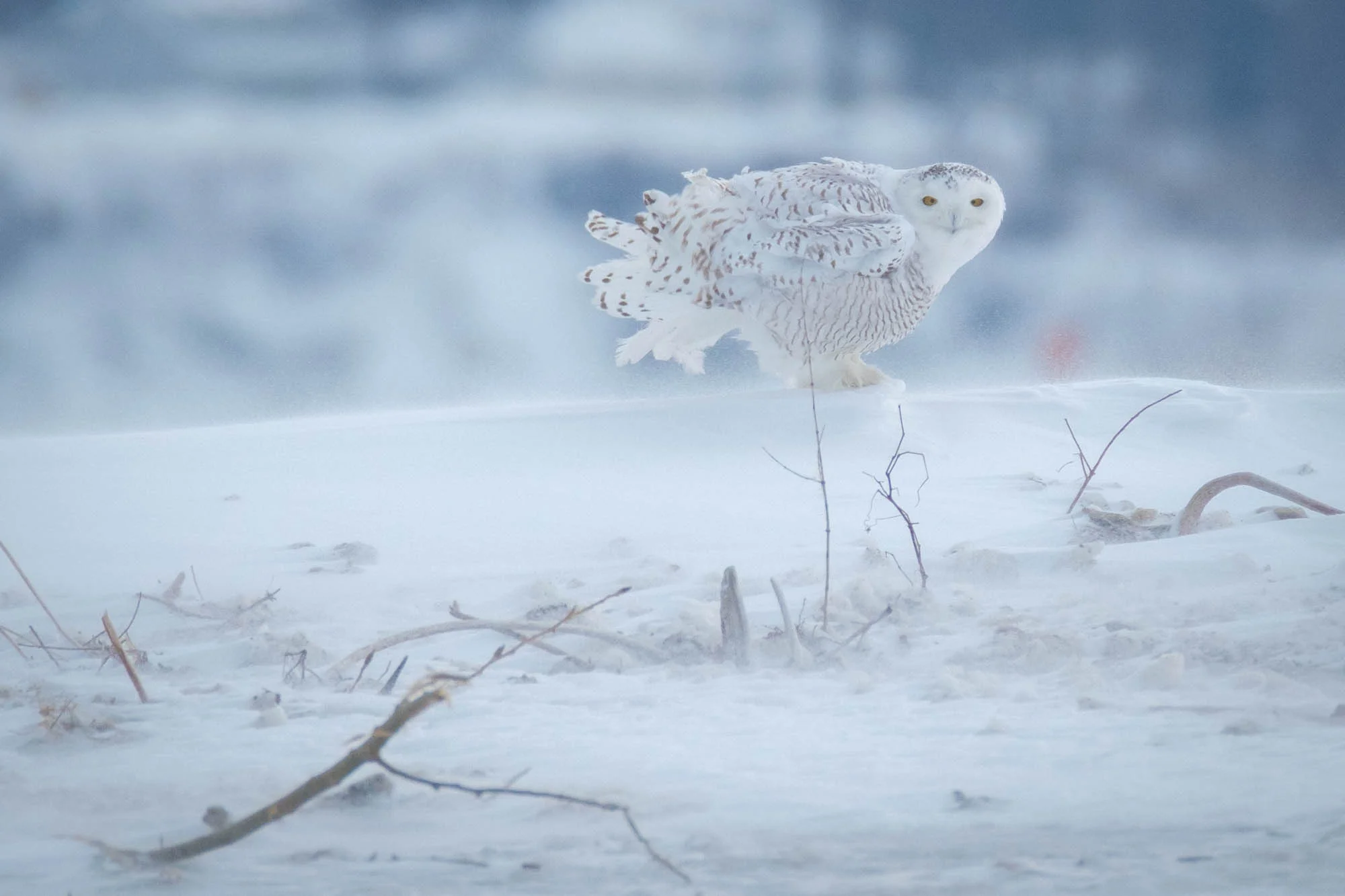 Snowy Owl-Presque Isle_1.2.18-43.jpg