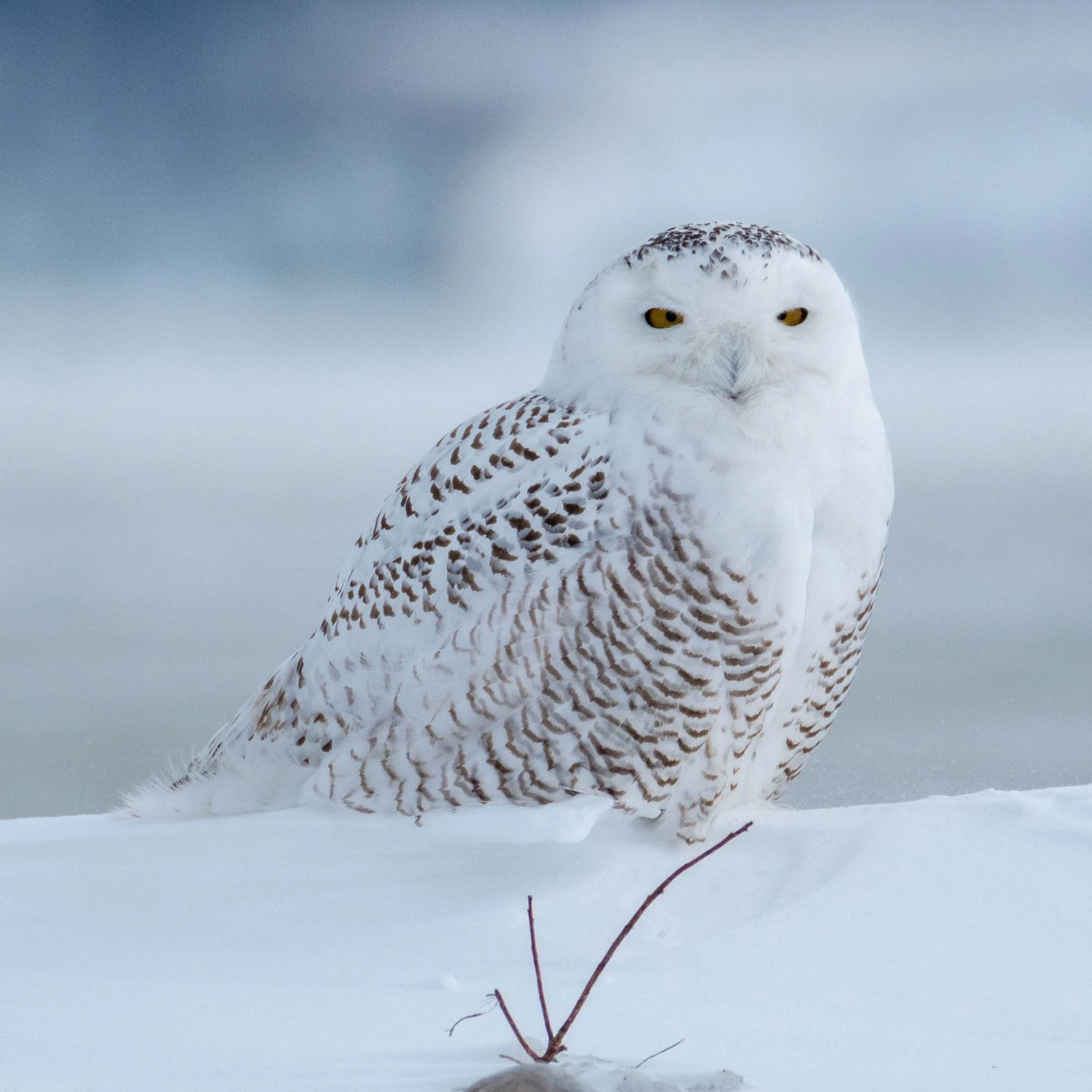 Snowy Owl-Presque Isle_1.2.18-81.jpg