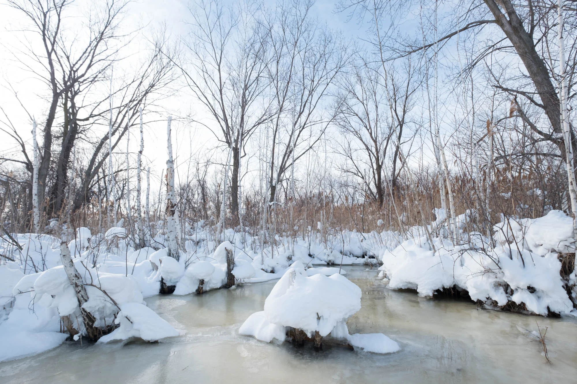 Snowy Owl-Presque Isle_1.2.18-117.jpg