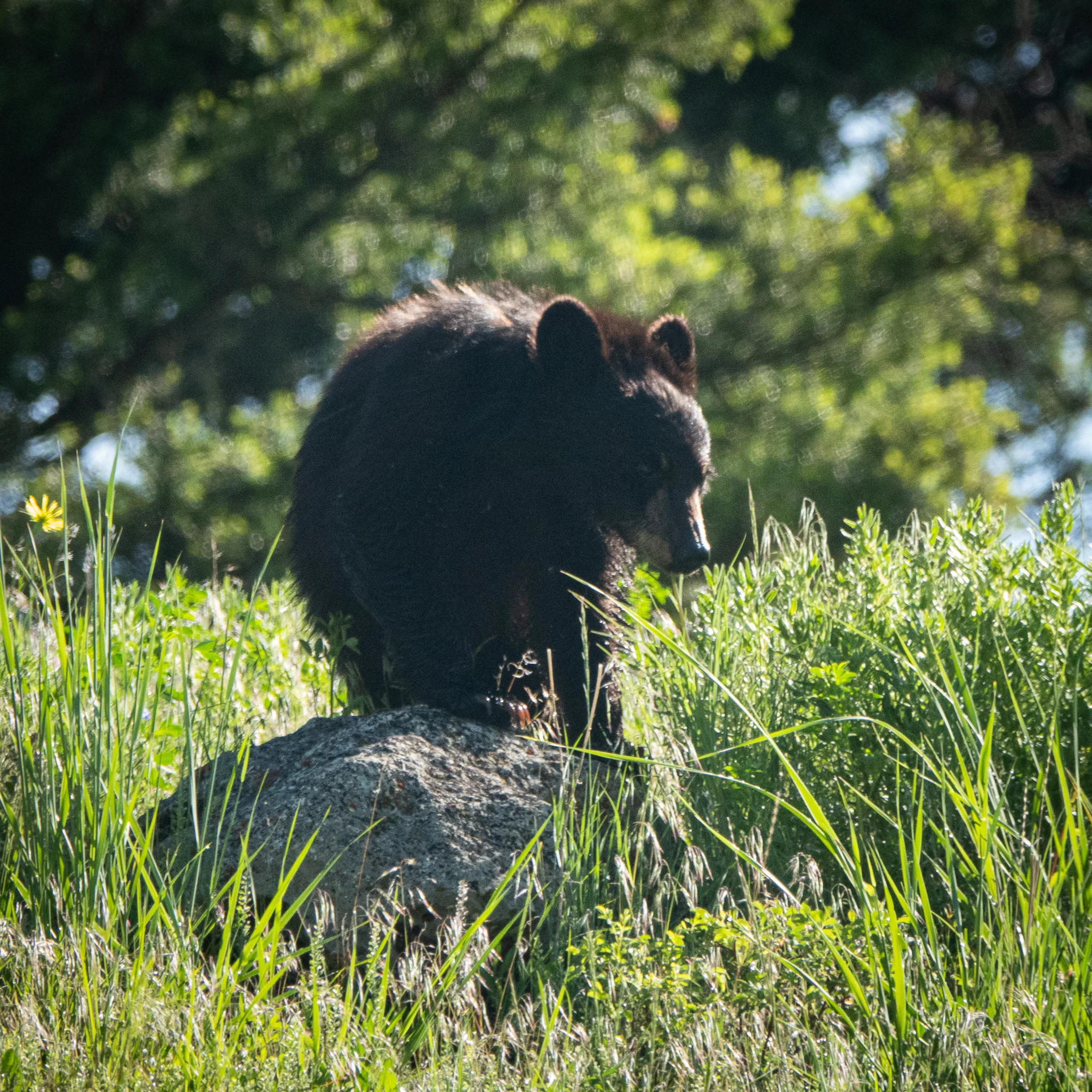 Finally back to Yellowstone!