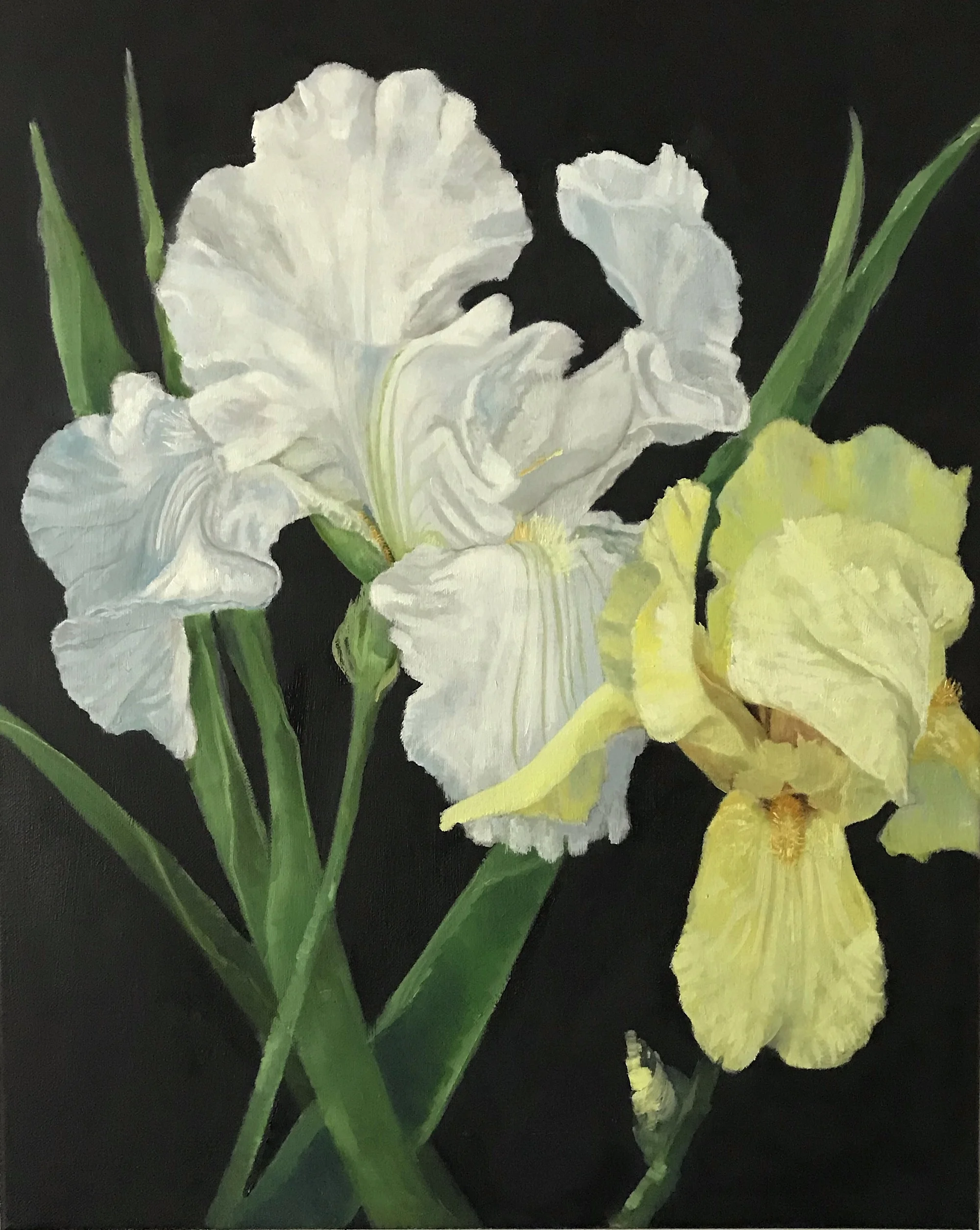 White & Yellow Irises oil on canvas