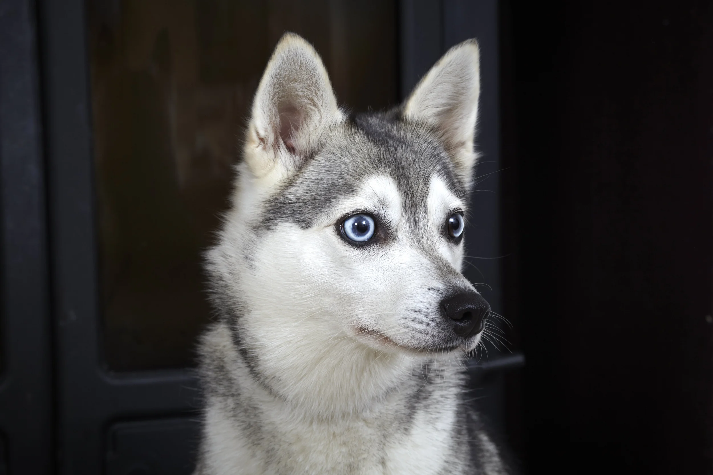 DOG_&_CO_LIFESTYLE_044.jpg