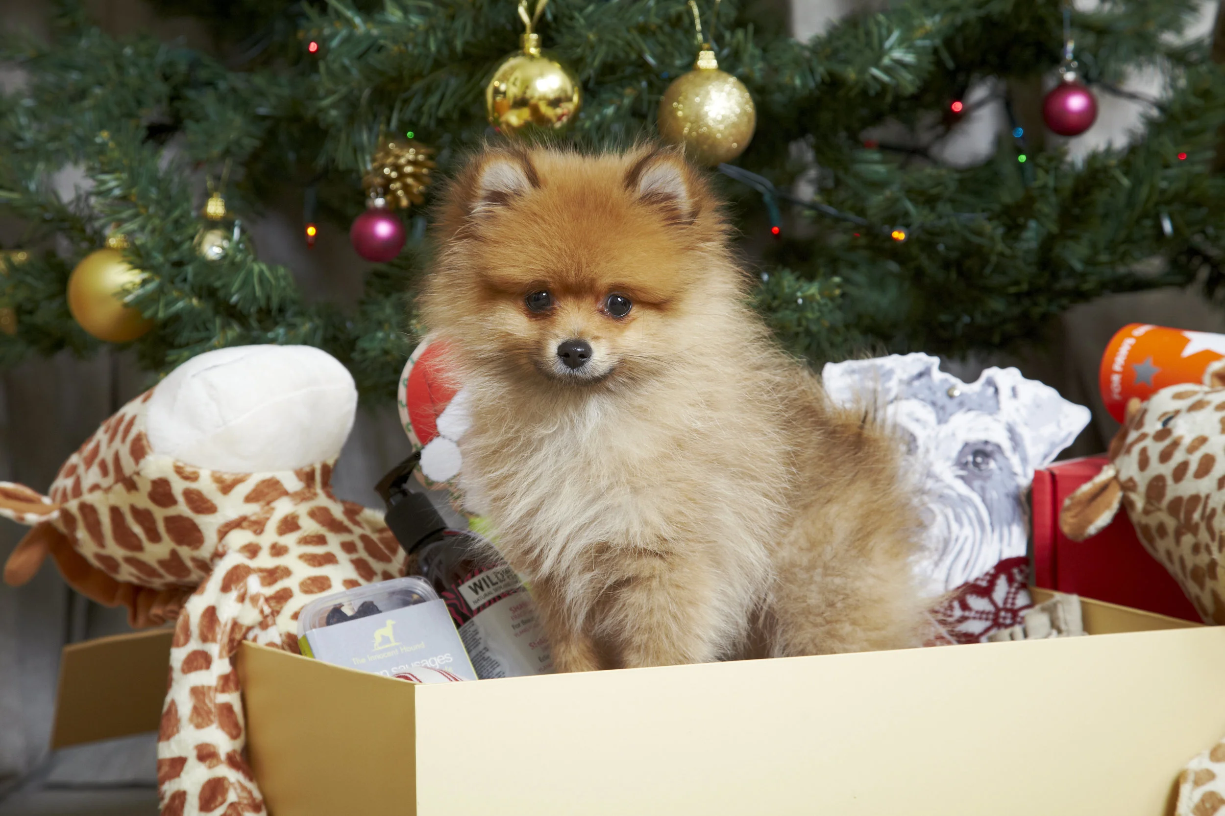 DOGGY_&_CO_DEC_INDOOR_011.jpg