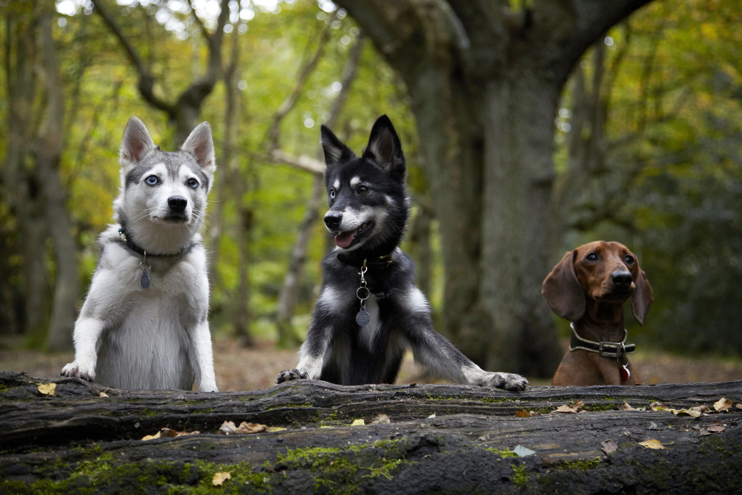 DOG_&_CO_COMMON_061.jpg