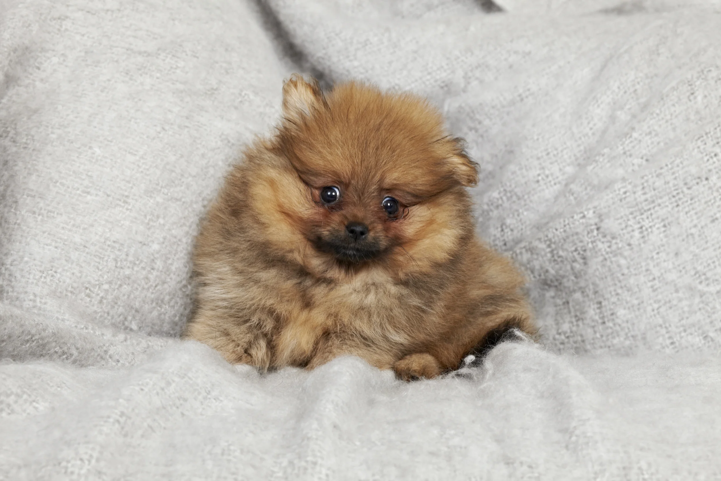 DOG_&_CO_LIFESTYLE_091.jpg