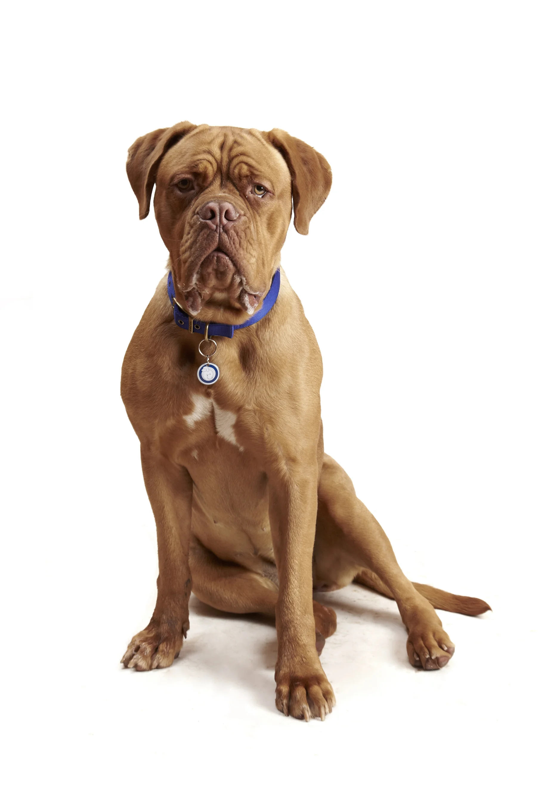 BATTERSEA_DOGS_DAISY_030.jpg