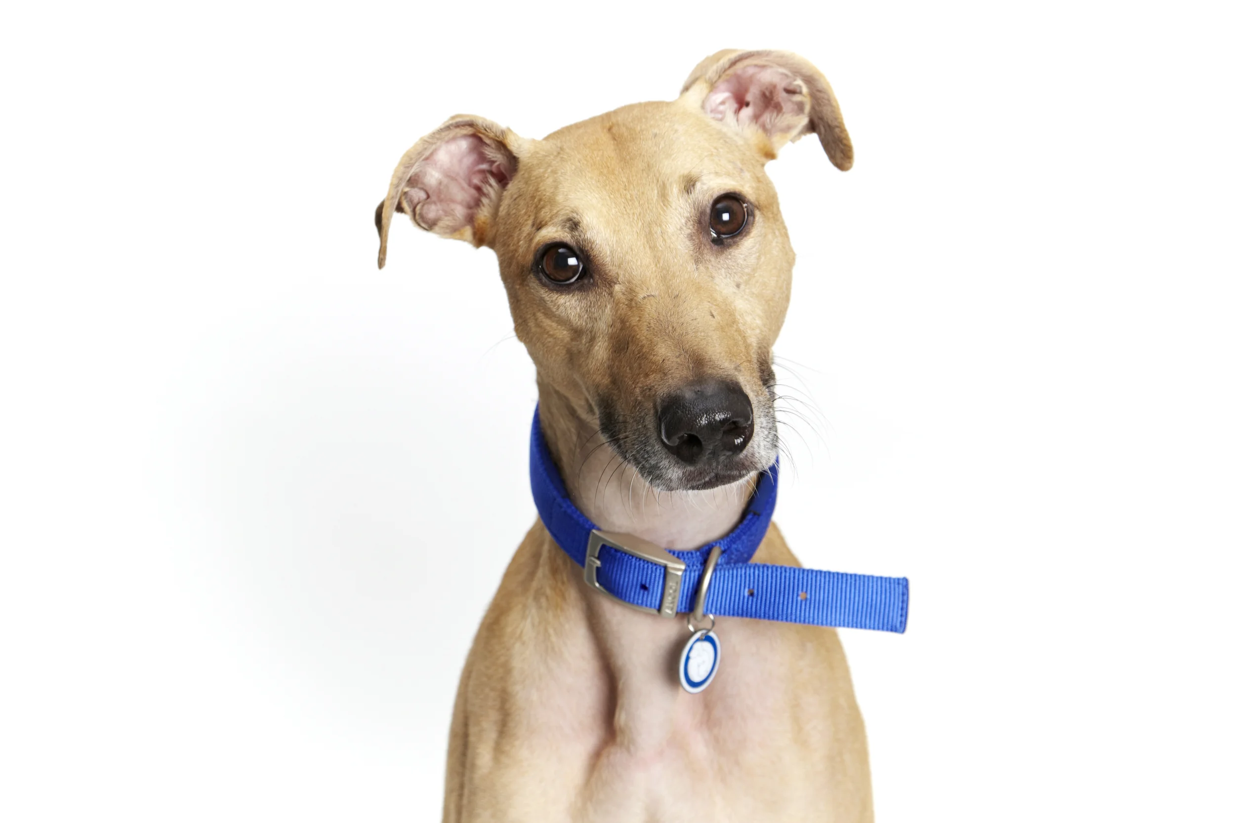 BATTERSEA_DOGS_VINNIE_024.jpg